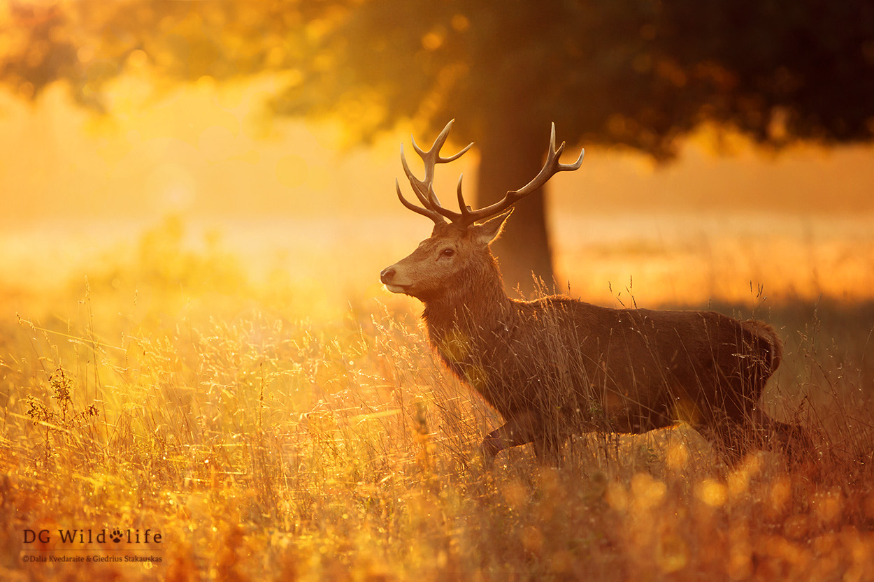 Canon EF 300mm F2.8L IS II USM sample photo. Golden autumn photography