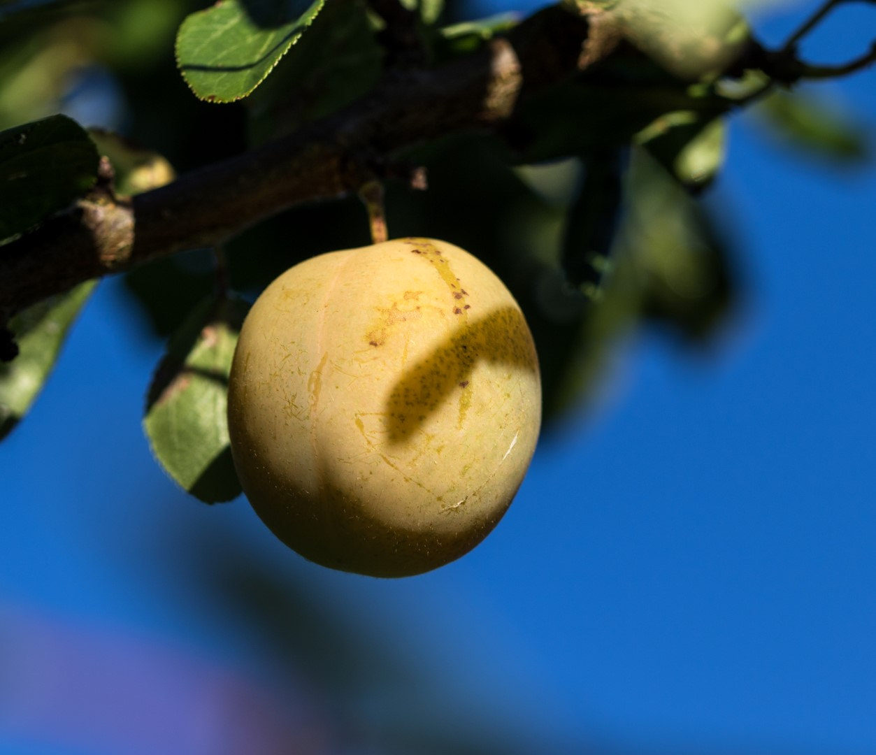 Canon EF 100mm F2.8L Macro IS USM sample photo. Plum photography