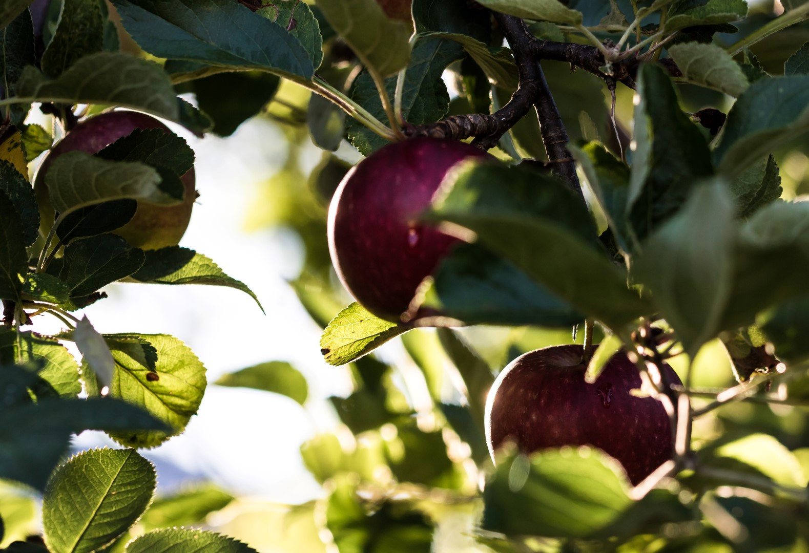 Canon EF 100mm F2.8L Macro IS USM sample photo. Sticking your head in to an appletree 1 photography