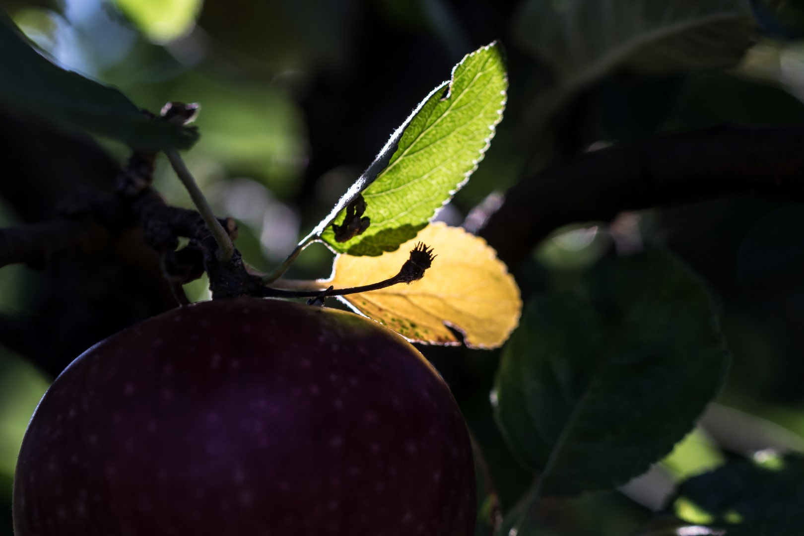 Canon EOS 7D Mark II sample photo. Sticking your head in to an appletree 2 photography