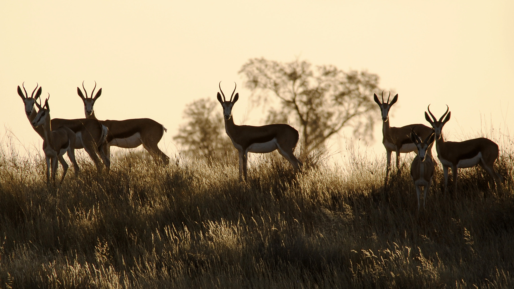 Sigma 150-500mm F5-6.3 DG OS HSM sample photo. Springboks at sunset photography