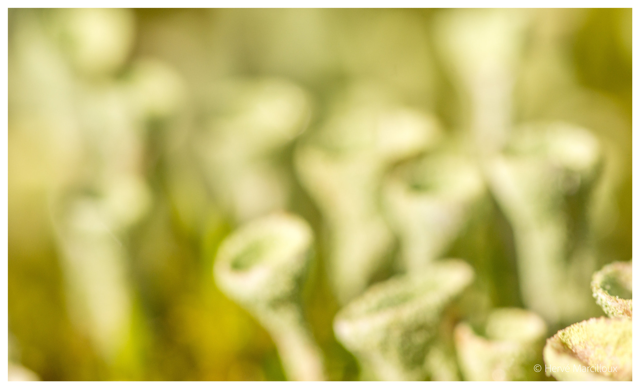 Sony SLT-A77 + 105mm F2.8 sample photo. Camouflage photography