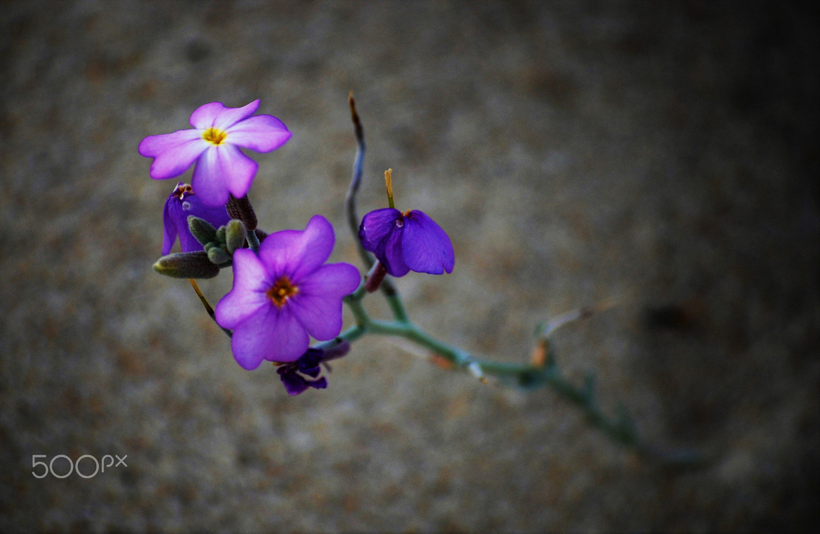 Nikon D80 sample photo. Solitude standing photography