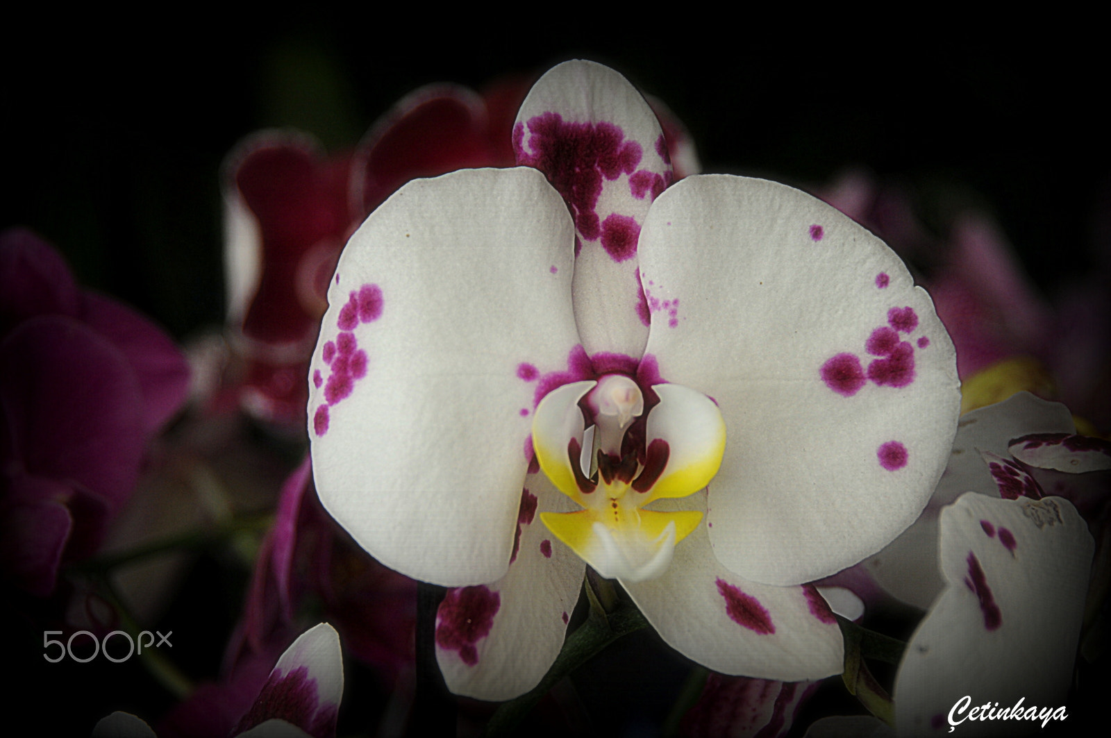 Nikon D300S sample photo. Orchıd photography