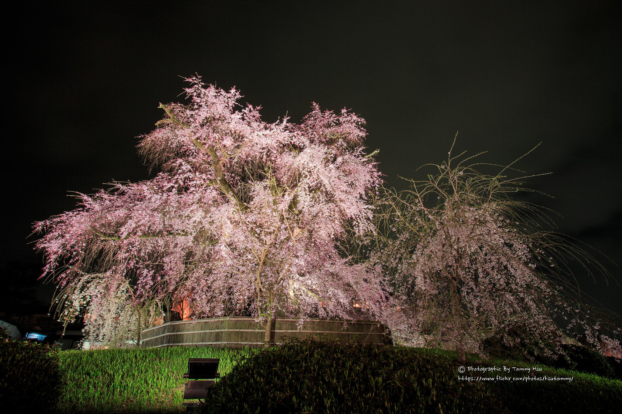 Canon EF 16-35mm F2.8L USM sample photo. Cherry blossom photography