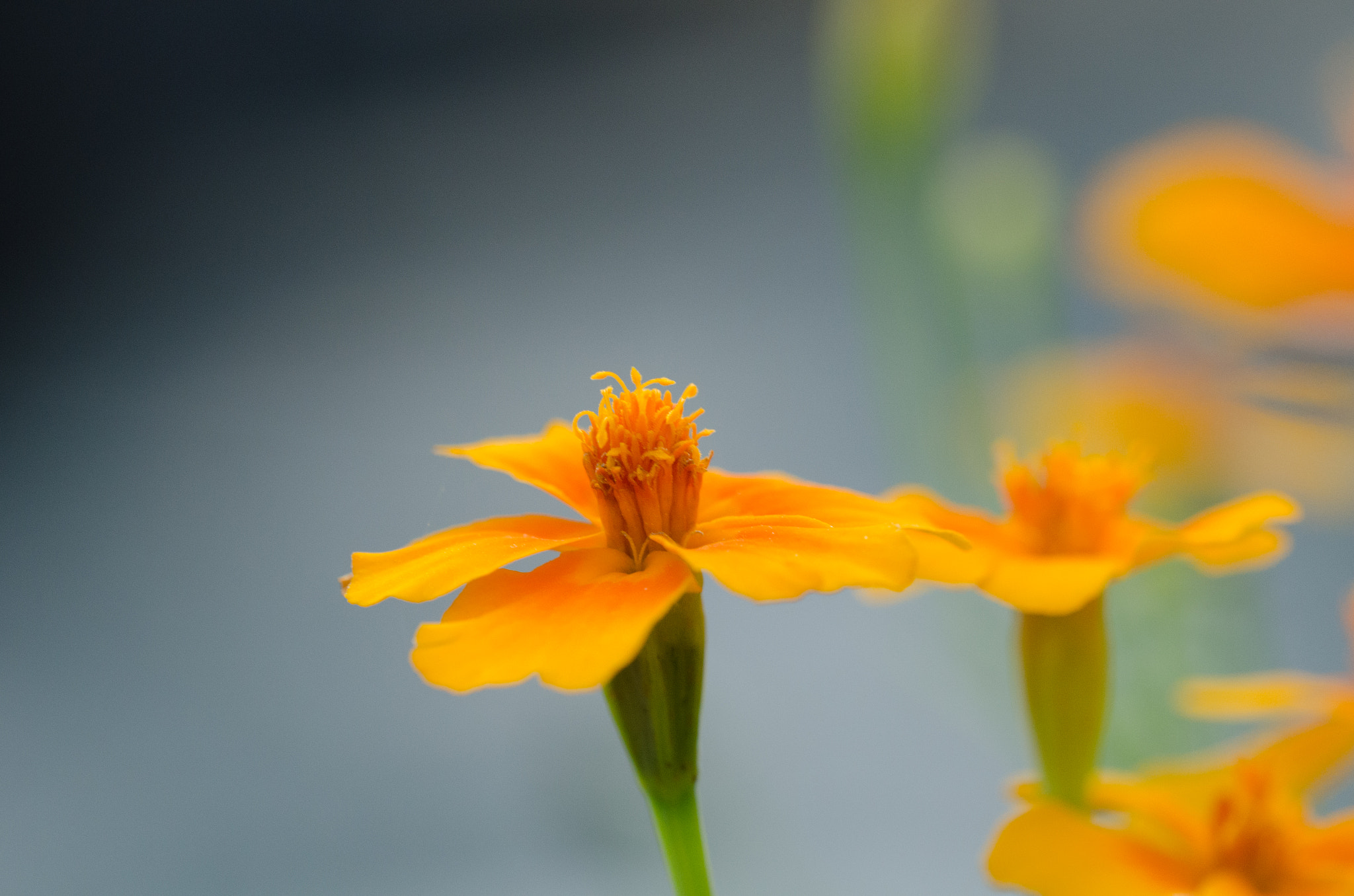 Nikon D7000 + Sigma 150mm F2.8 EX DG OS Macro HSM sample photo. ... photography