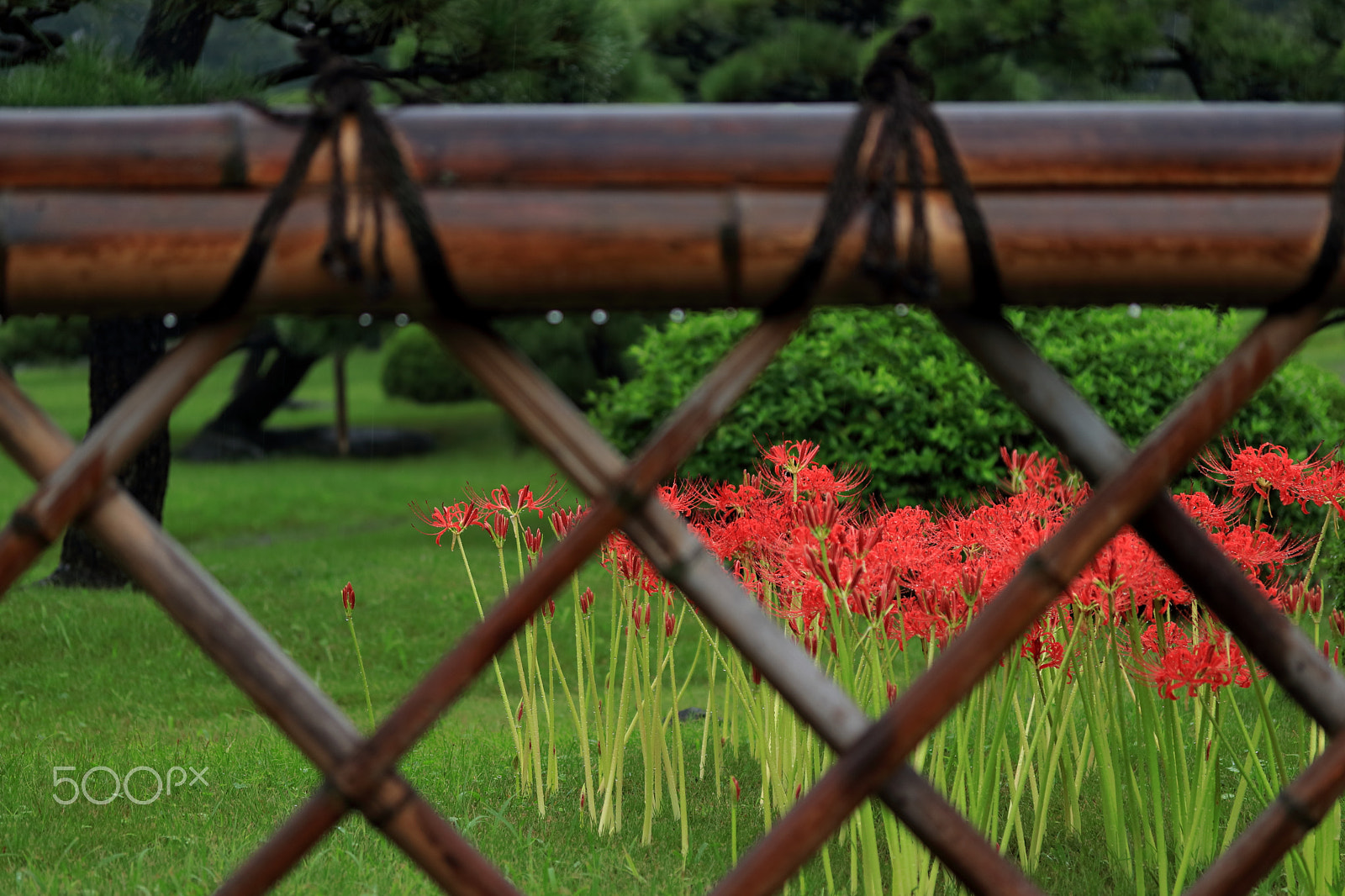 Canon EF-S 60mm F2.8 Macro USM sample photo. Red spider lily in a japanese garden photography