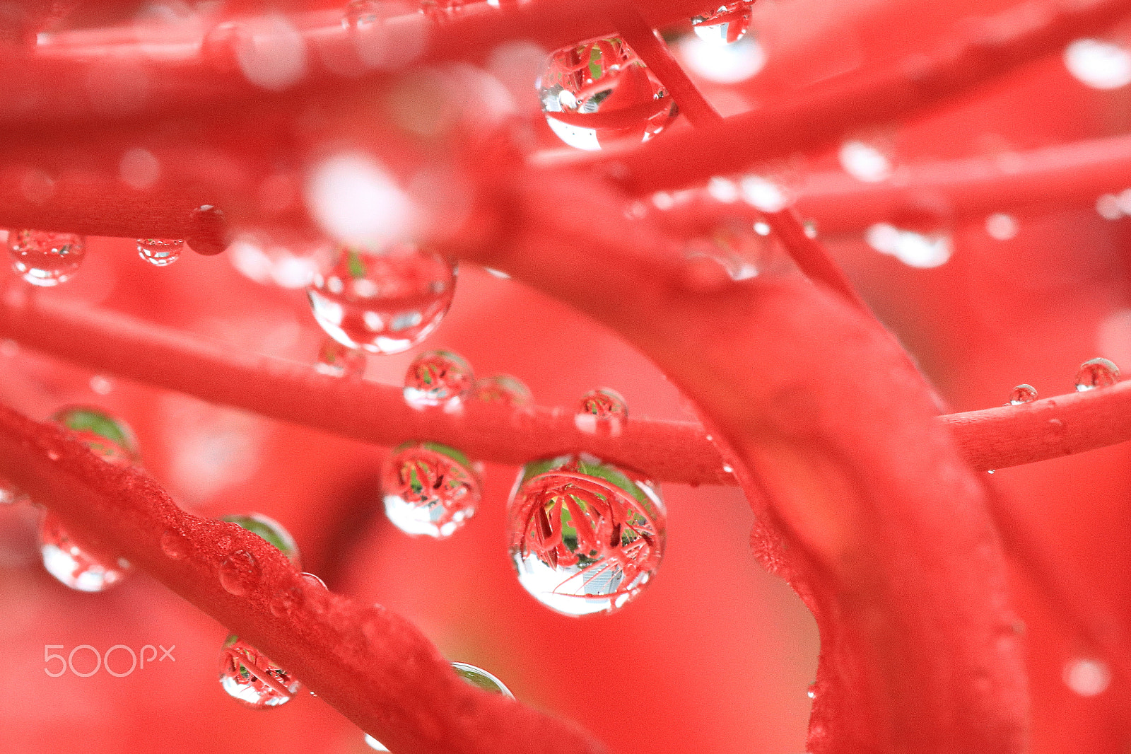 Canon EF-S 60mm F2.8 Macro USM sample photo. Red spider lily in macro-world photography