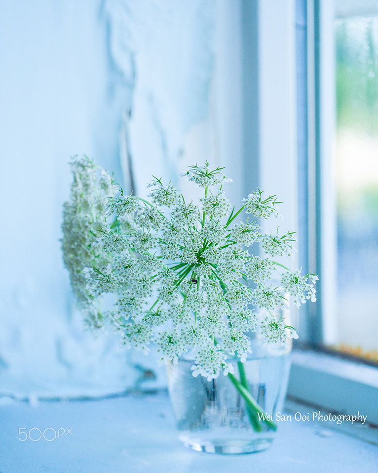Panasonic Leica DG Macro-Elmarit 45mm F2.8 ASPH OIS sample photo. Queen anne's lace 02 photography