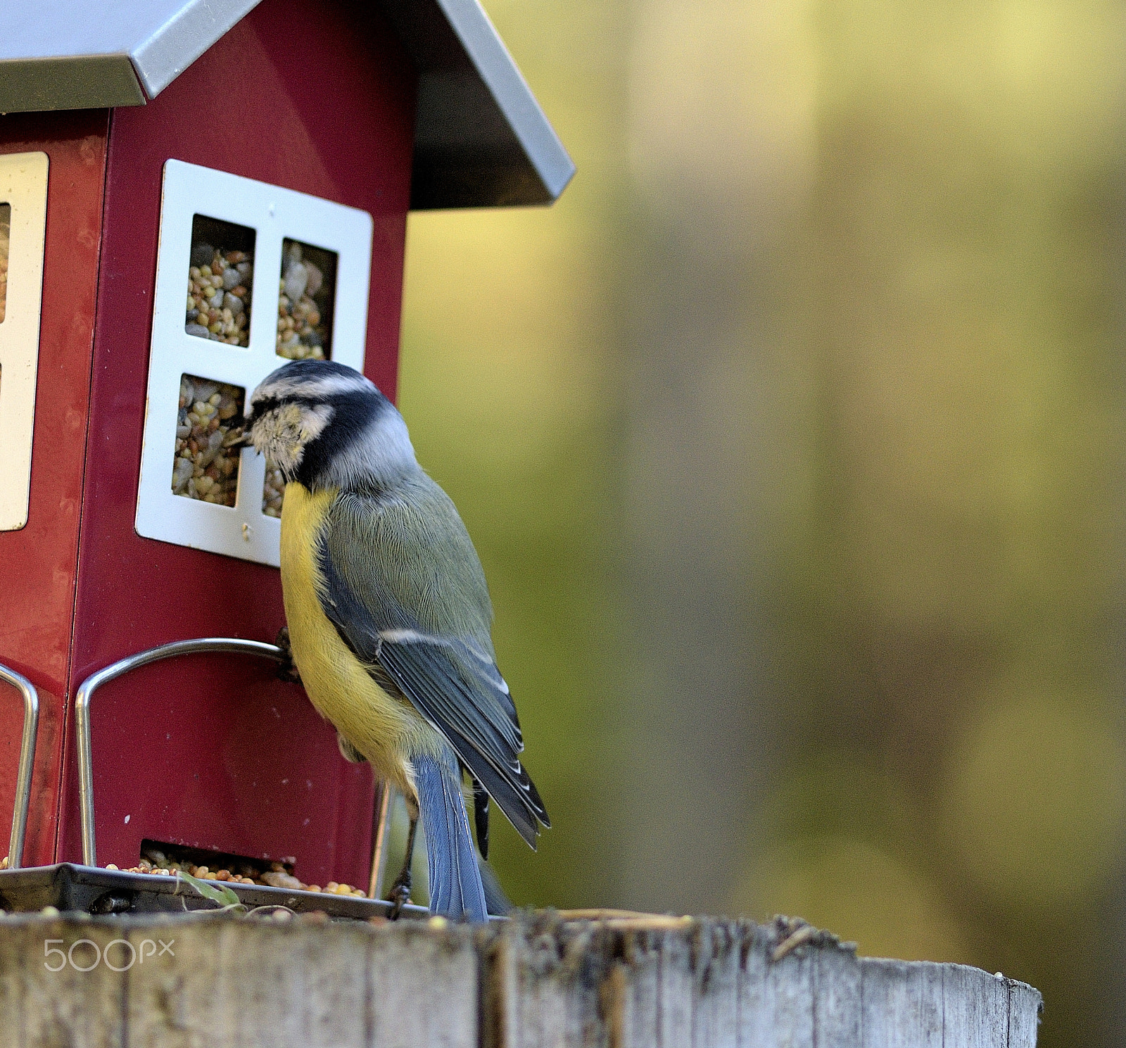 Sigma 105mm F2.8 EX DG Macro sample photo. Bird look at the birdseed photography