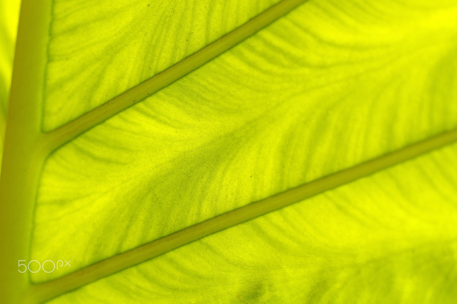Pentax K-3 sample photo. Backlit fresh green palm leaf, close up photography