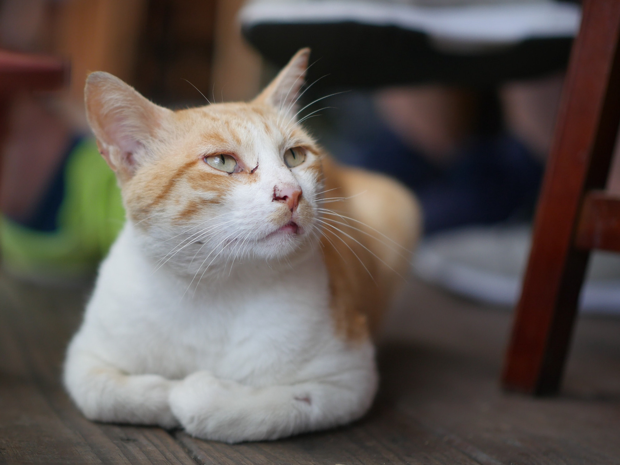 Panasonic Leica DG Nocticron 42.5mm F1.2 ASPH OIS sample photo. Stray cat photography