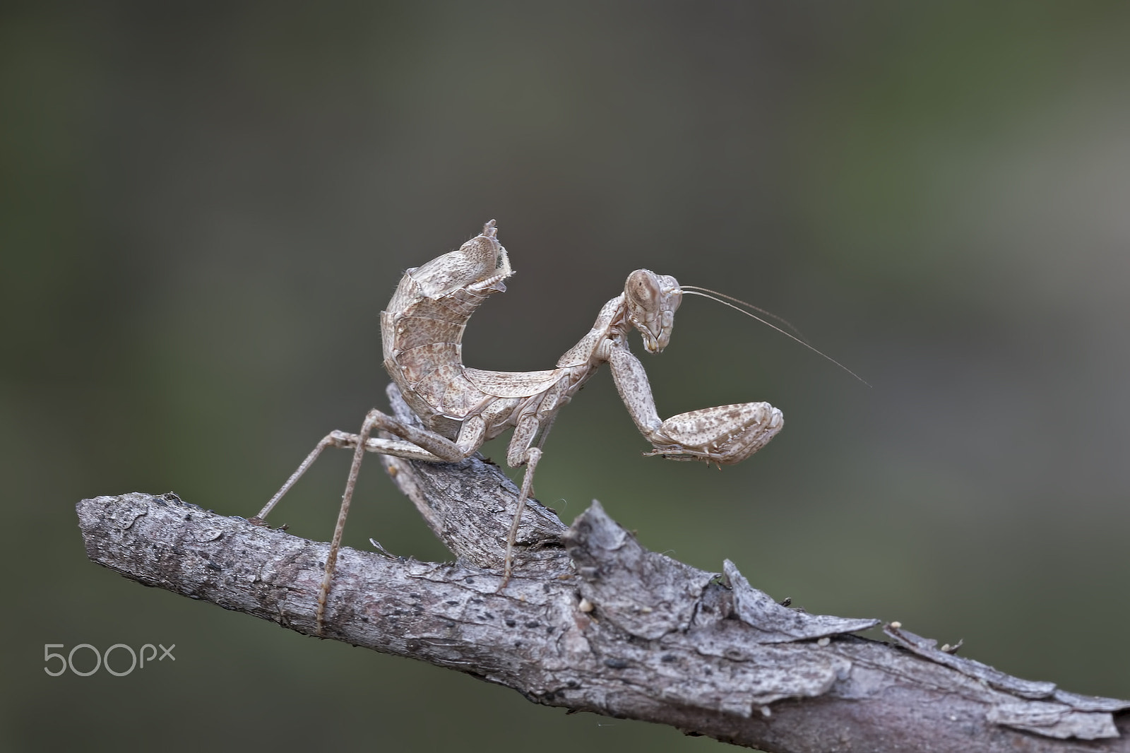 Canon EOS 70D + Canon EF 100mm F2.8L Macro IS USM sample photo. Ameles spallanzania photography