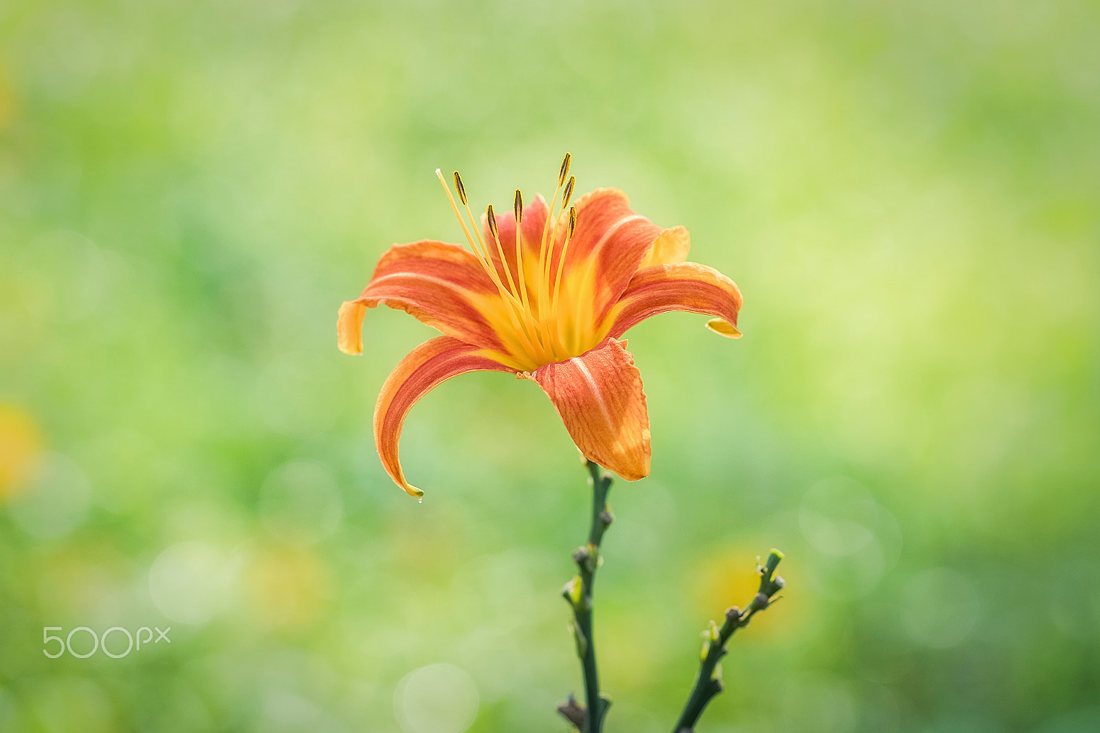 Canon EF 100mm F2.8L Macro IS USM sample photo. Blooming lilies photography