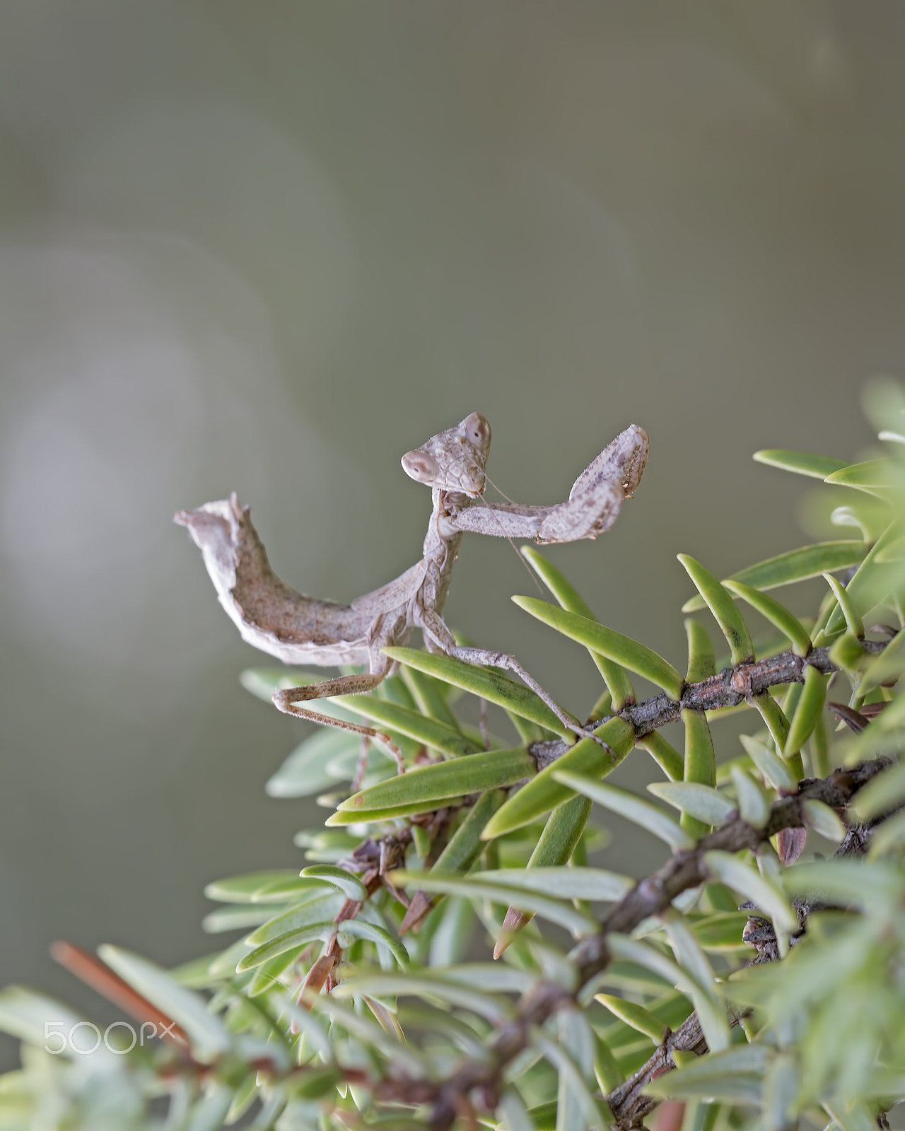 Canon EOS 70D + Canon EF 100mm F2.8L Macro IS USM sample photo. Ameles spallanzania "follow me" photography