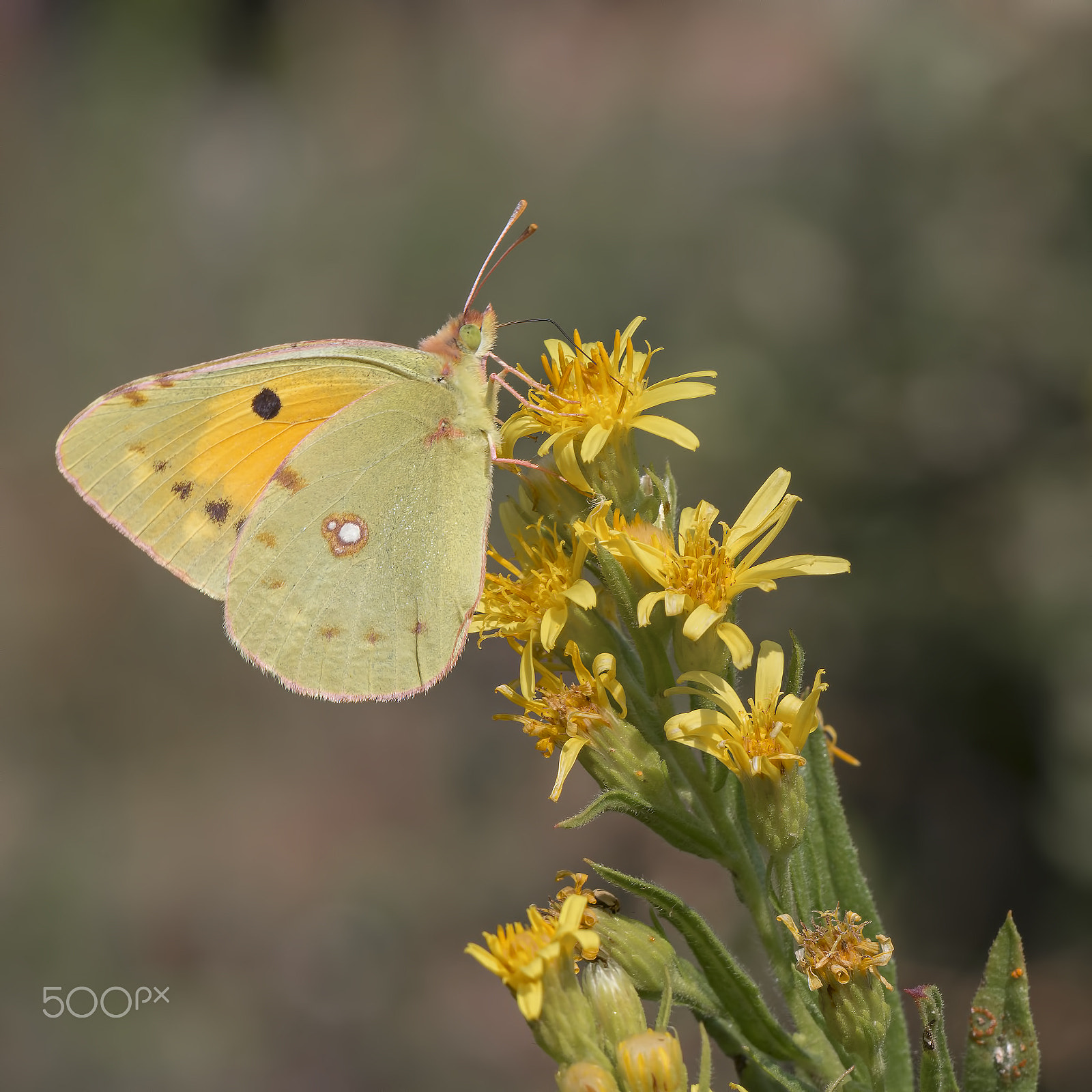 Canon EOS 70D + Canon EF 100mm F2.8L Macro IS USM sample photo. Colias crocenus photography