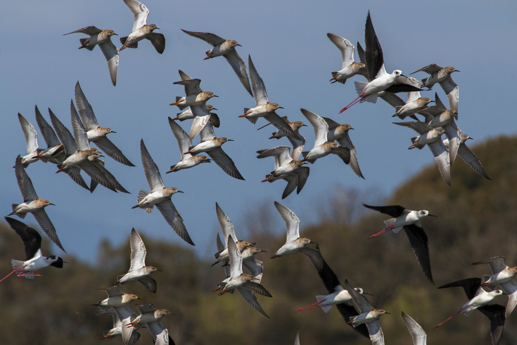 Canon EF 300mm f/2.8L + 1.4x sample photo. Wader fighters photography