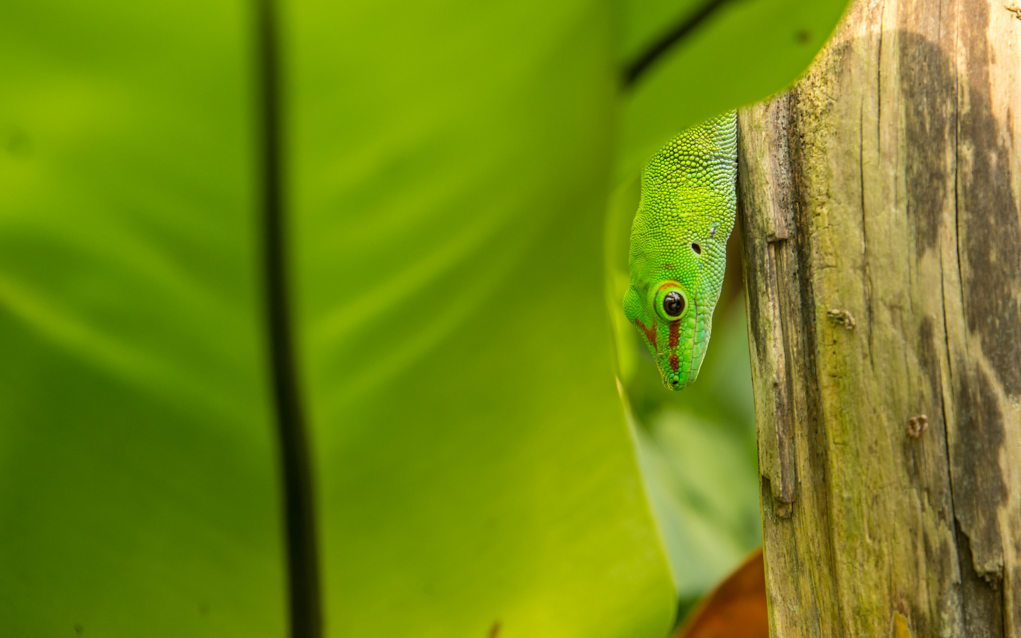 Tamron SP 70-200mm F2.8 Di VC USD sample photo. Gecko photography