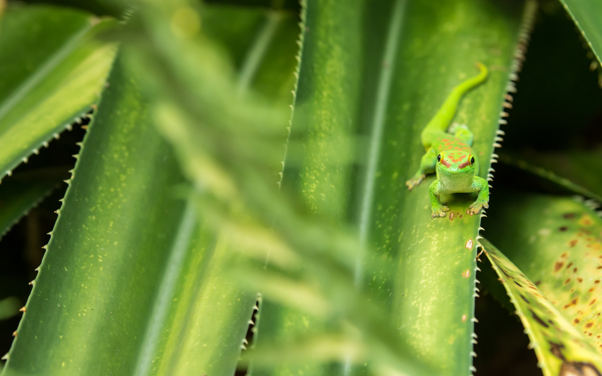 Tamron SP 70-200mm F2.8 Di VC USD sample photo. Gecko photography