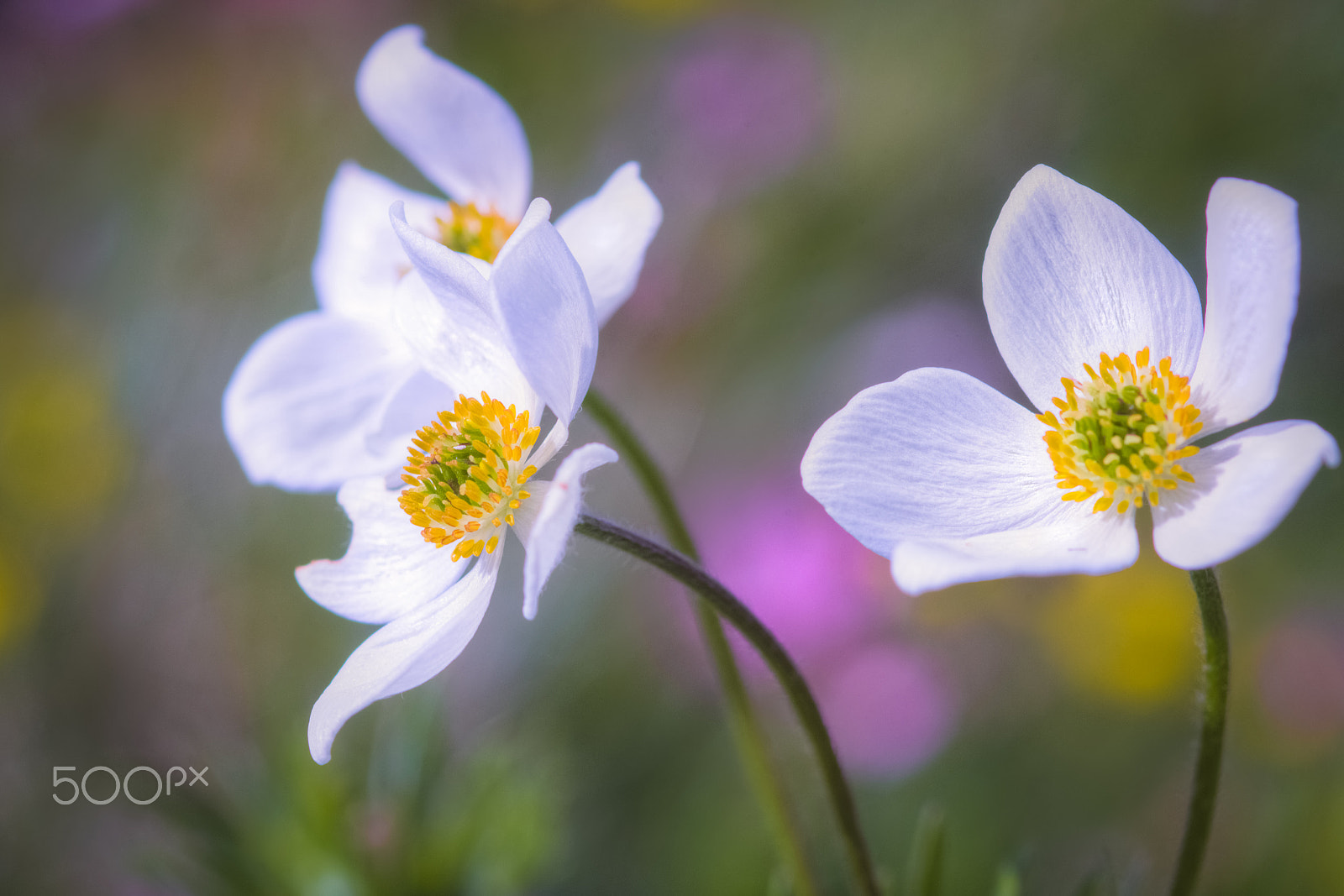 Canon EOS 600D (Rebel EOS T3i / EOS Kiss X5) sample photo. Narcissus-flowered anemone photography
