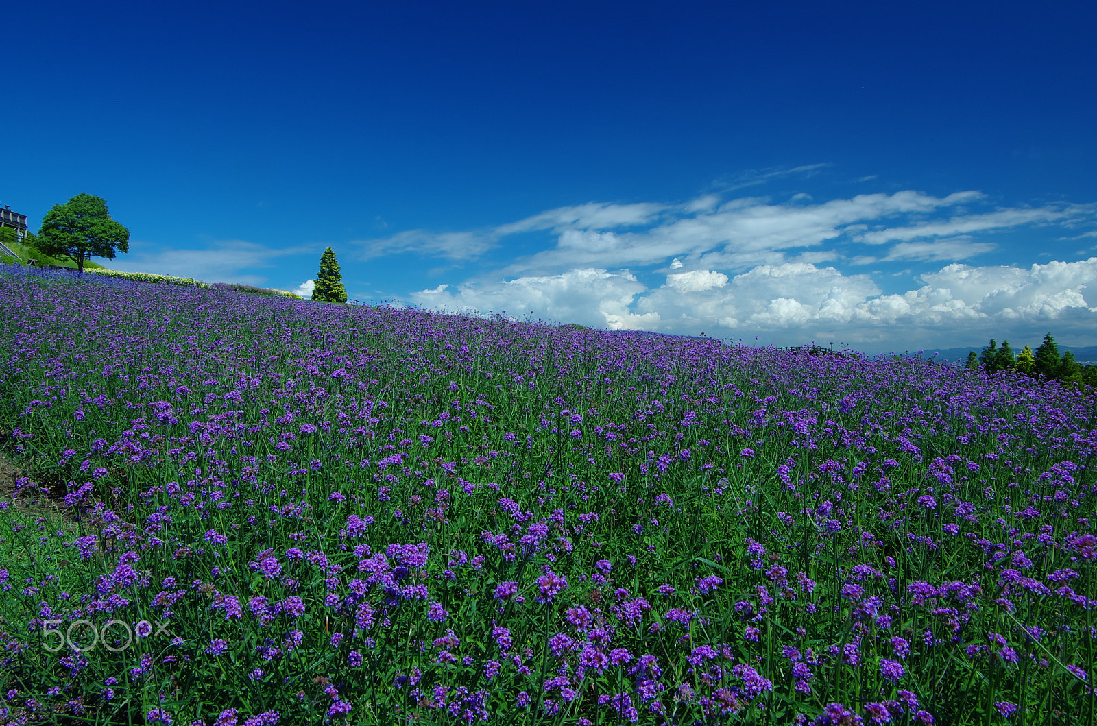 Pentax K-5 IIs + Pentax smc DA 16-45mm F4 ED AL sample photo. Field of purple photography