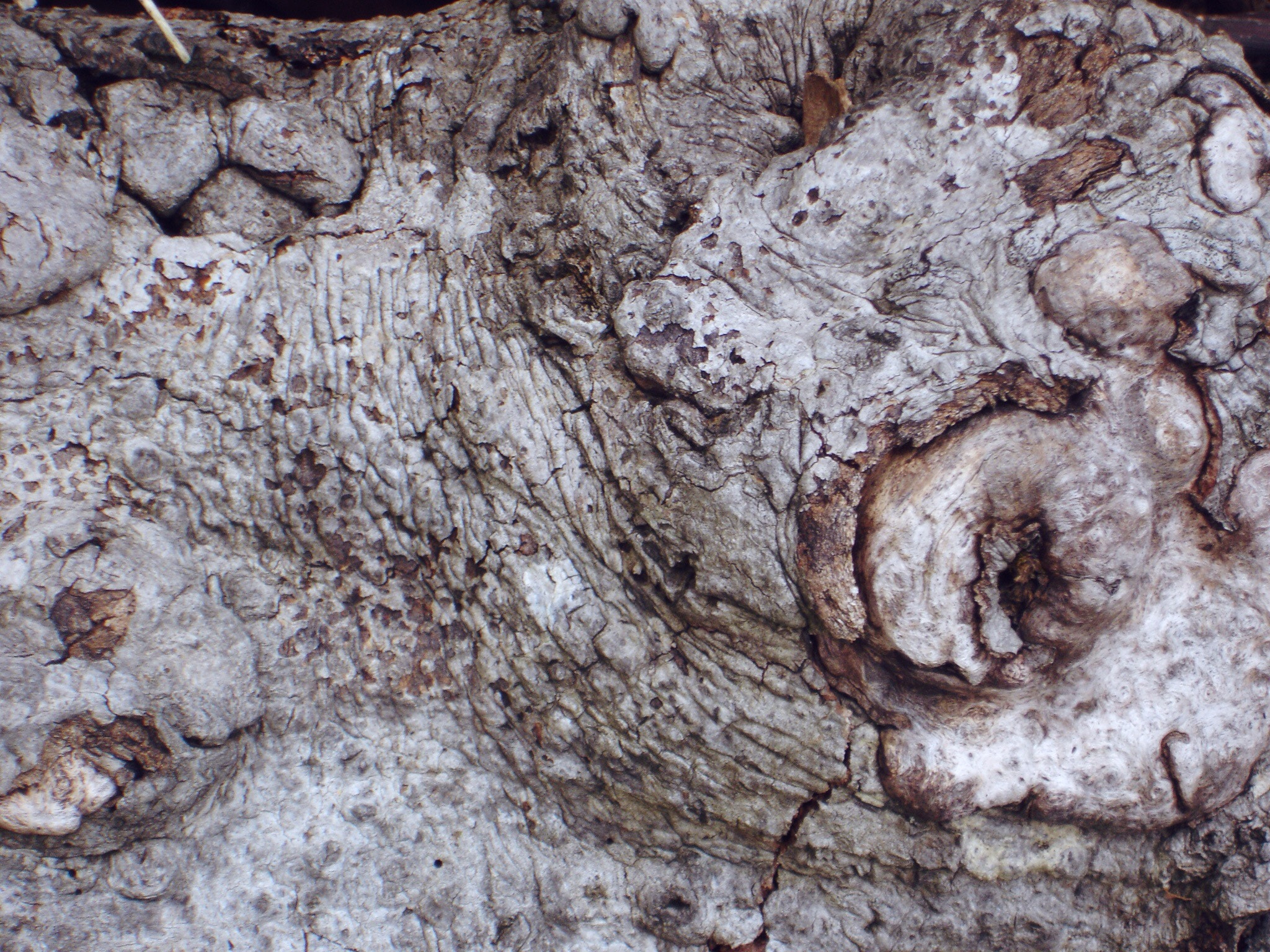 Sony DSC-P150 sample photo. Nature detail closeup of tree bark texture photography