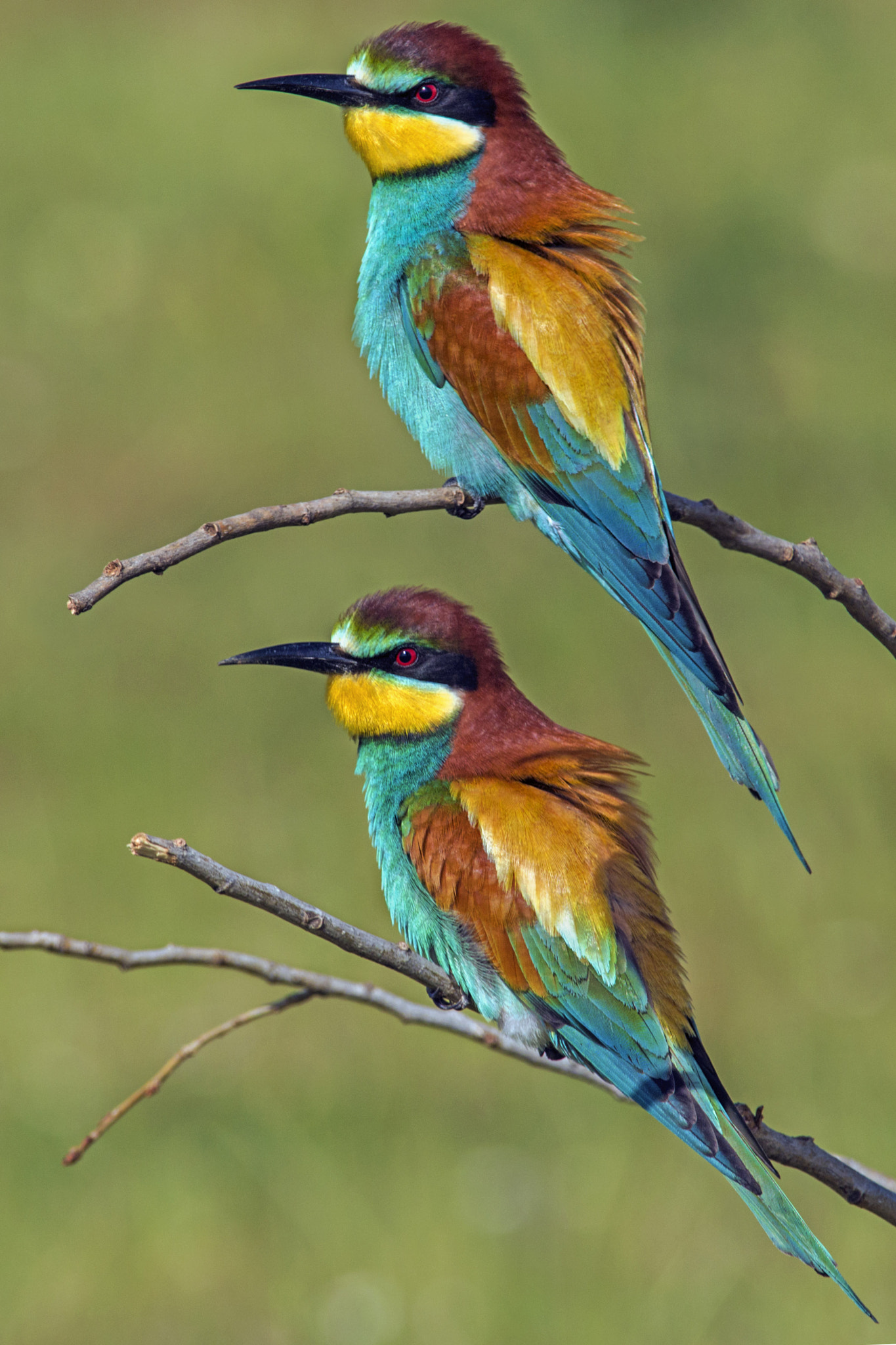 Canon EOS 70D + Canon EF 300mm f/2.8L + 1.4x sample photo. Bee eaters photography