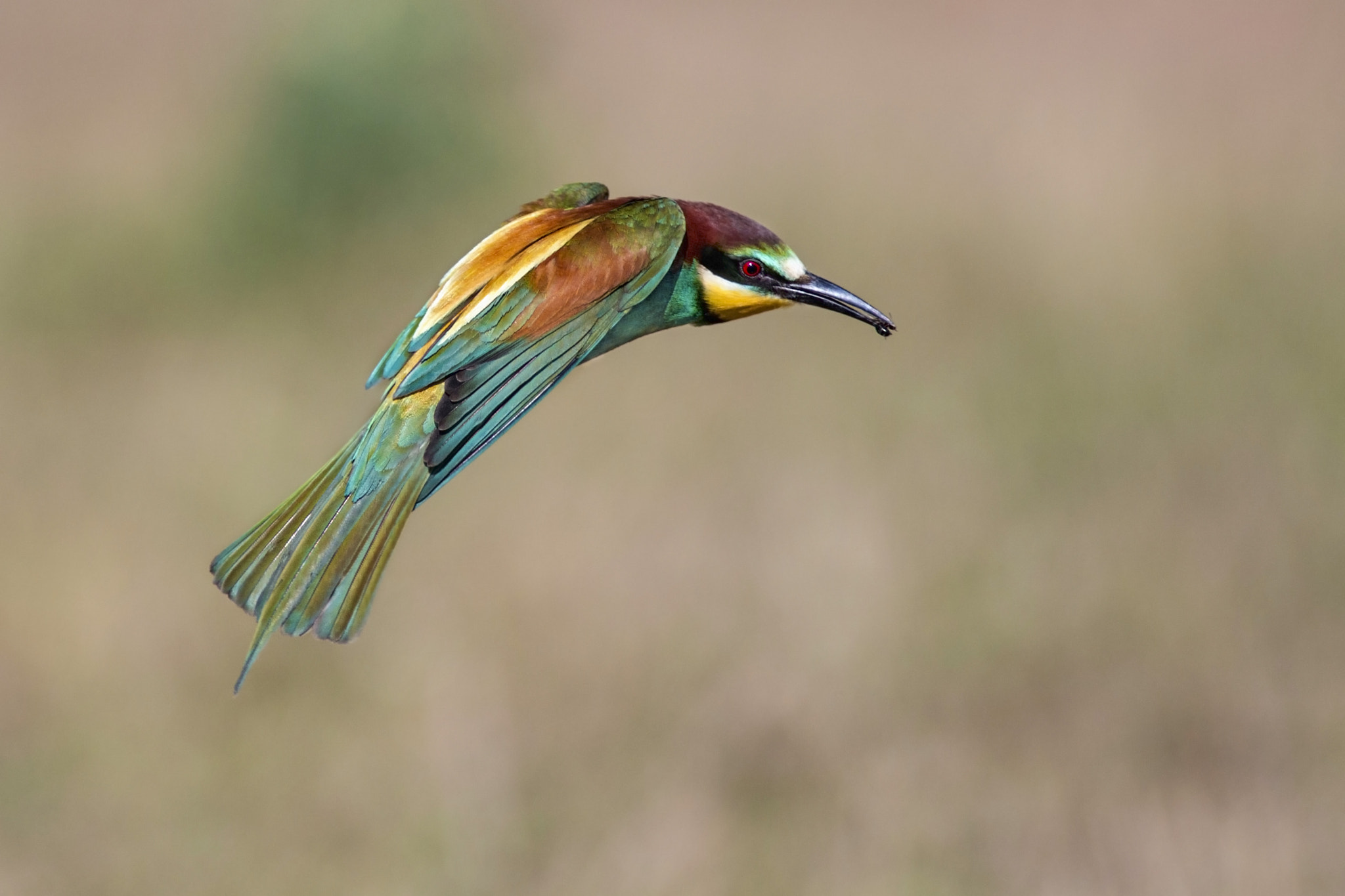 Canon EOS 70D + Canon EF 300mm f/2.8L + 1.4x sample photo. Bee eater photography