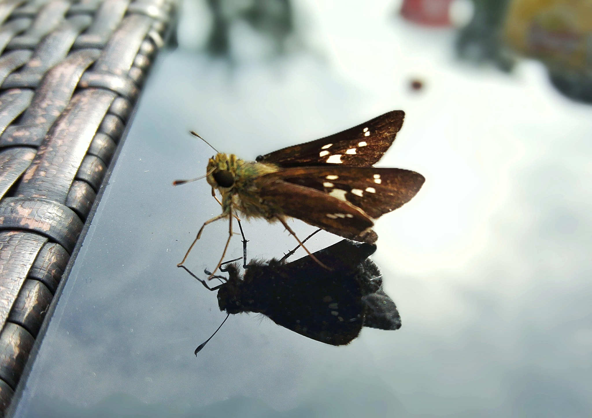 HUAWEI PE-TL20 sample photo. Moth

 photography