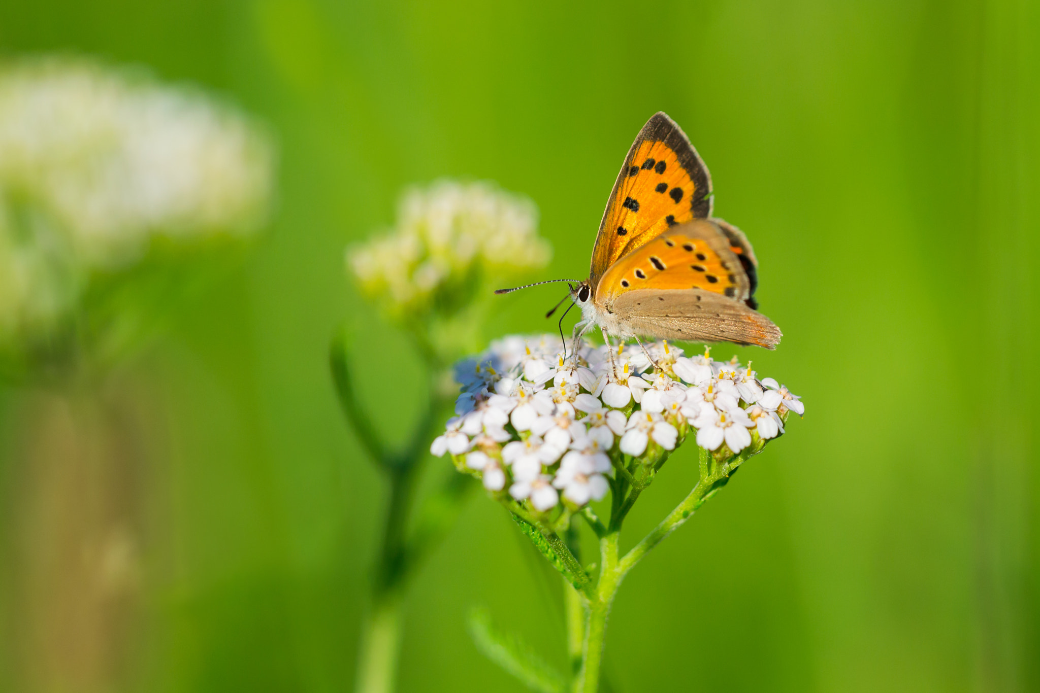 Nikon D3100 sample photo. Butterfly photography