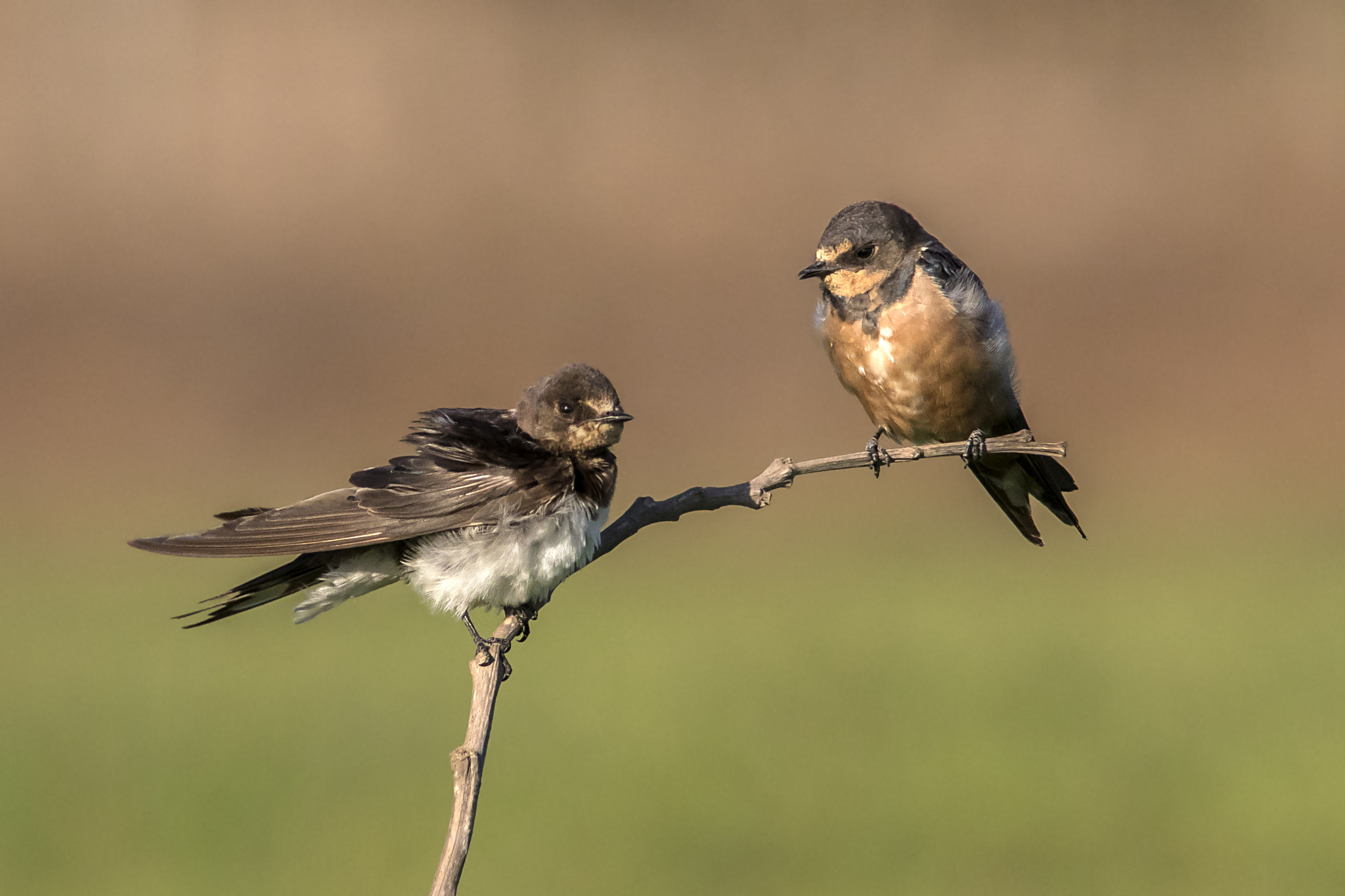 Canon EF 400mm F5.6L USM sample photo. Barn swallow photography