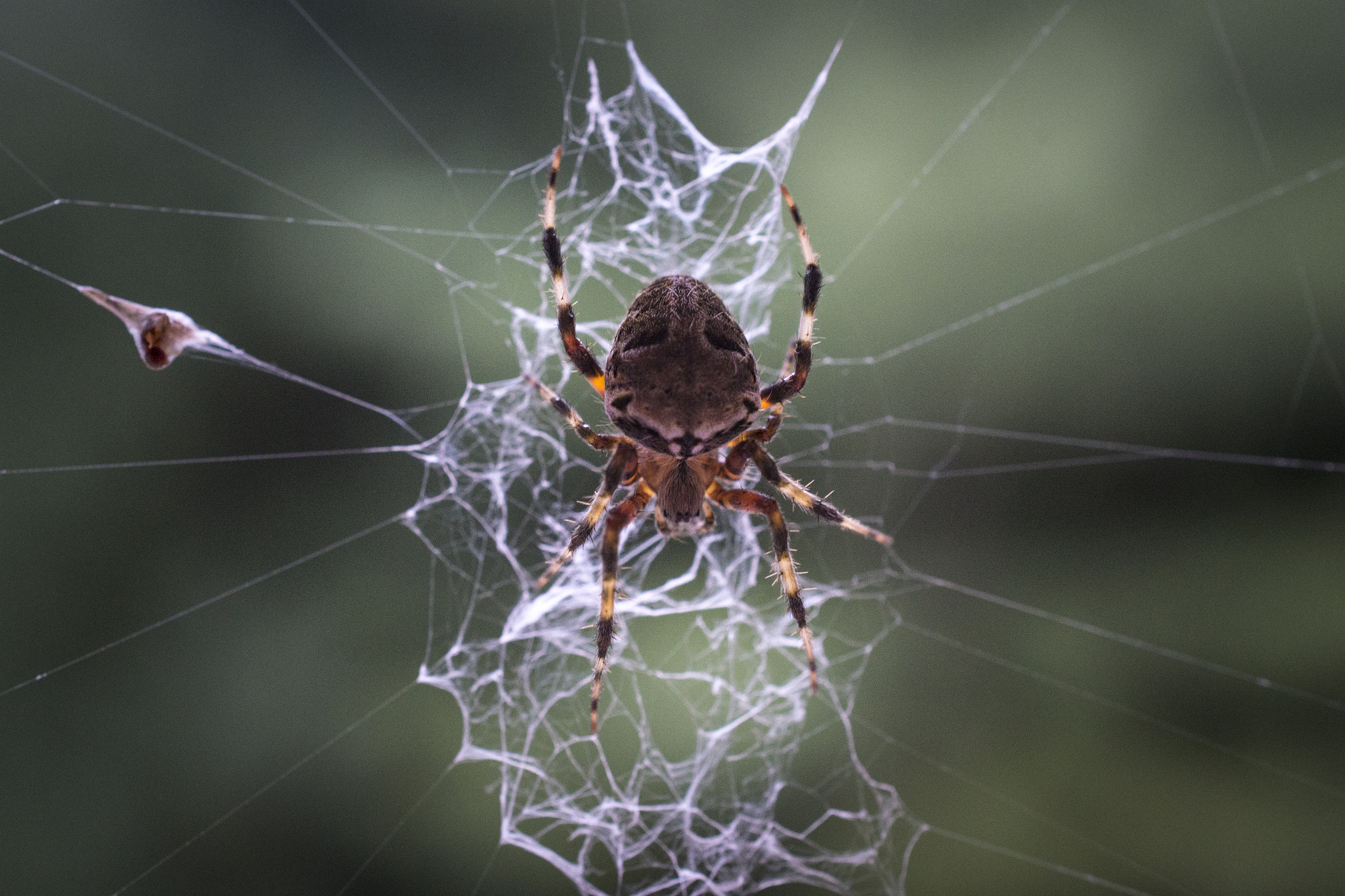 Nikon AF-S DX Micro Nikkor 40mm F2.8 sample photo. Spider photography