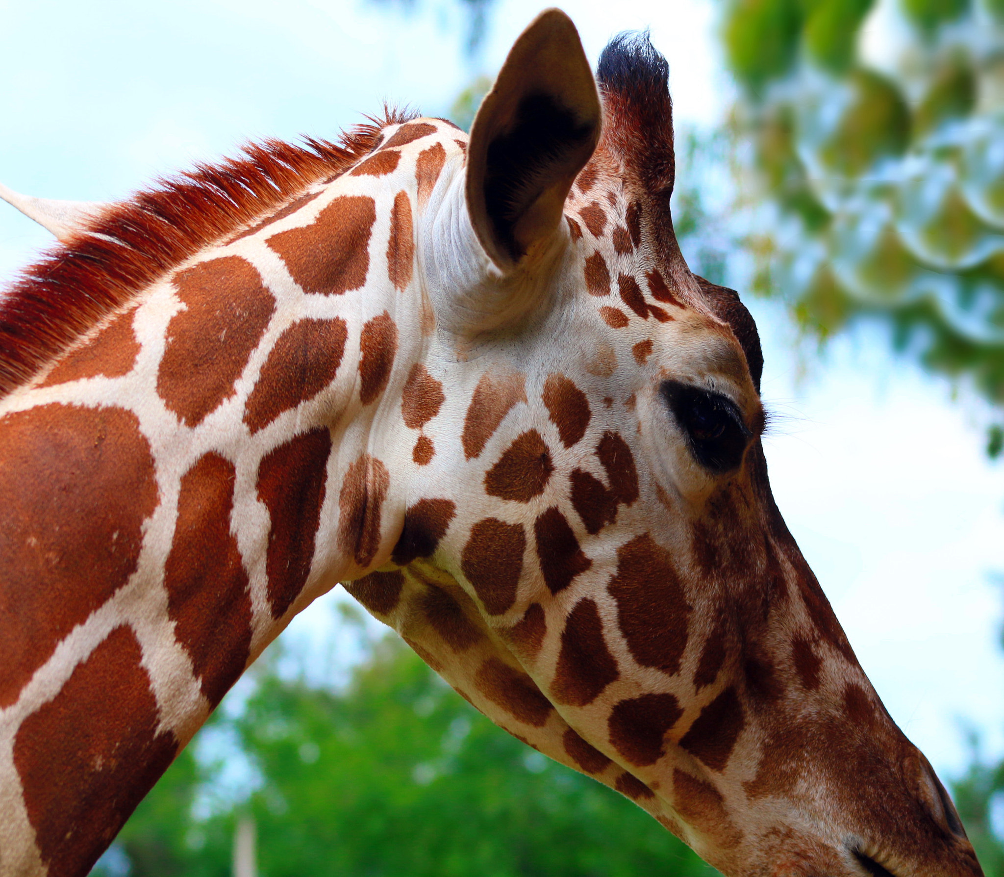 Canon EF 75-300mm f/4-5.6 USM sample photo. Giraffe head photography