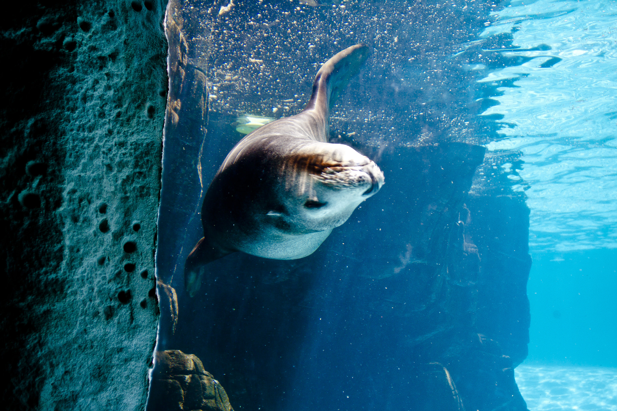 Canon EOS 50D + Canon EF 20mm F2.8 USM sample photo. Sea lion photography