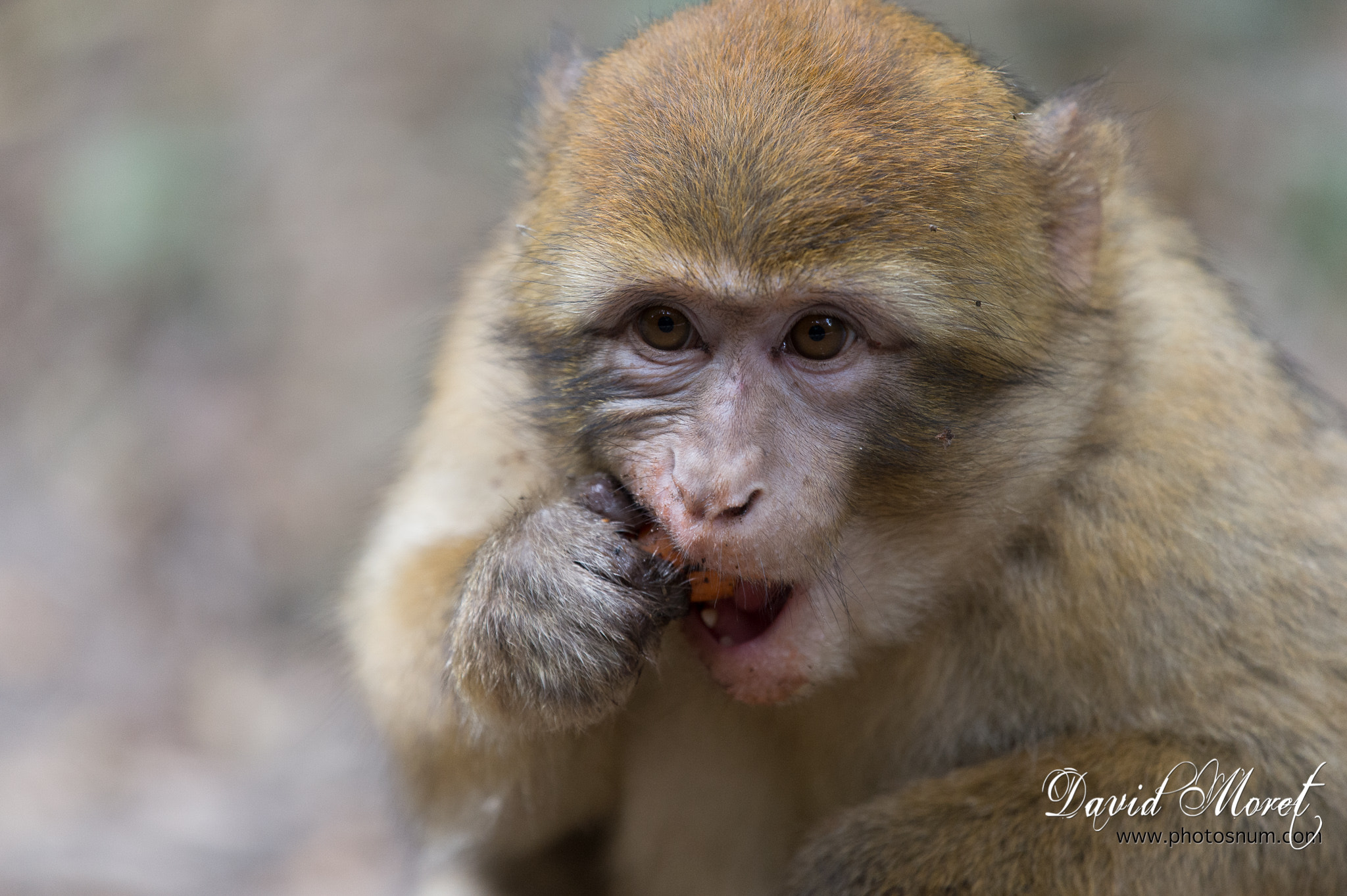 Nikon Nikkor AF-S 300mm F4E PF ED VR sample photo. Terre de singes photography