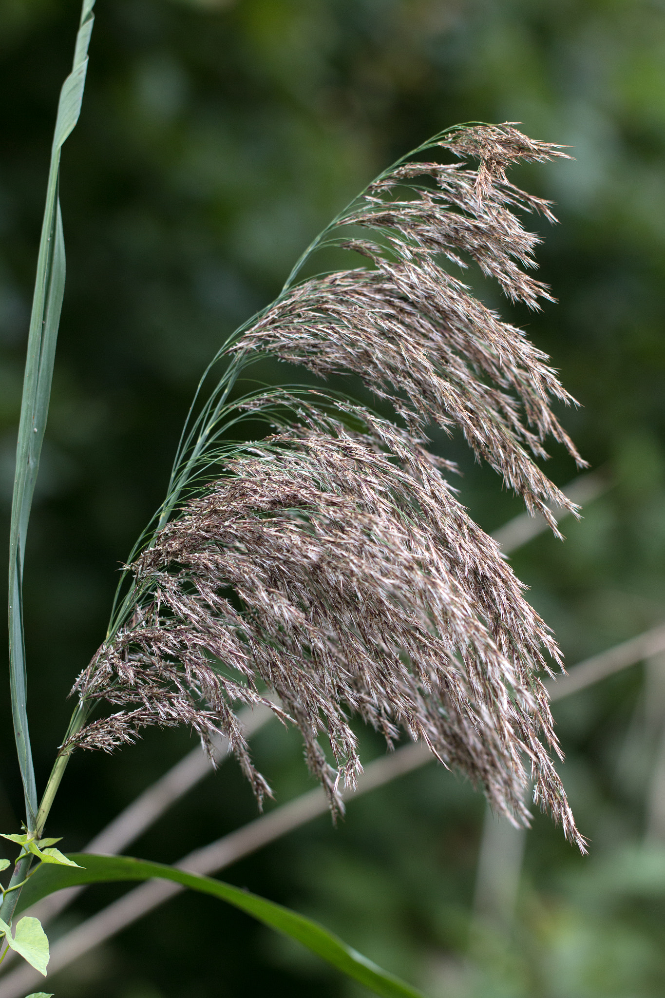 Canon EOS 70D + Canon EF 100mm F2.8L Macro IS USM sample photo. Aren photography