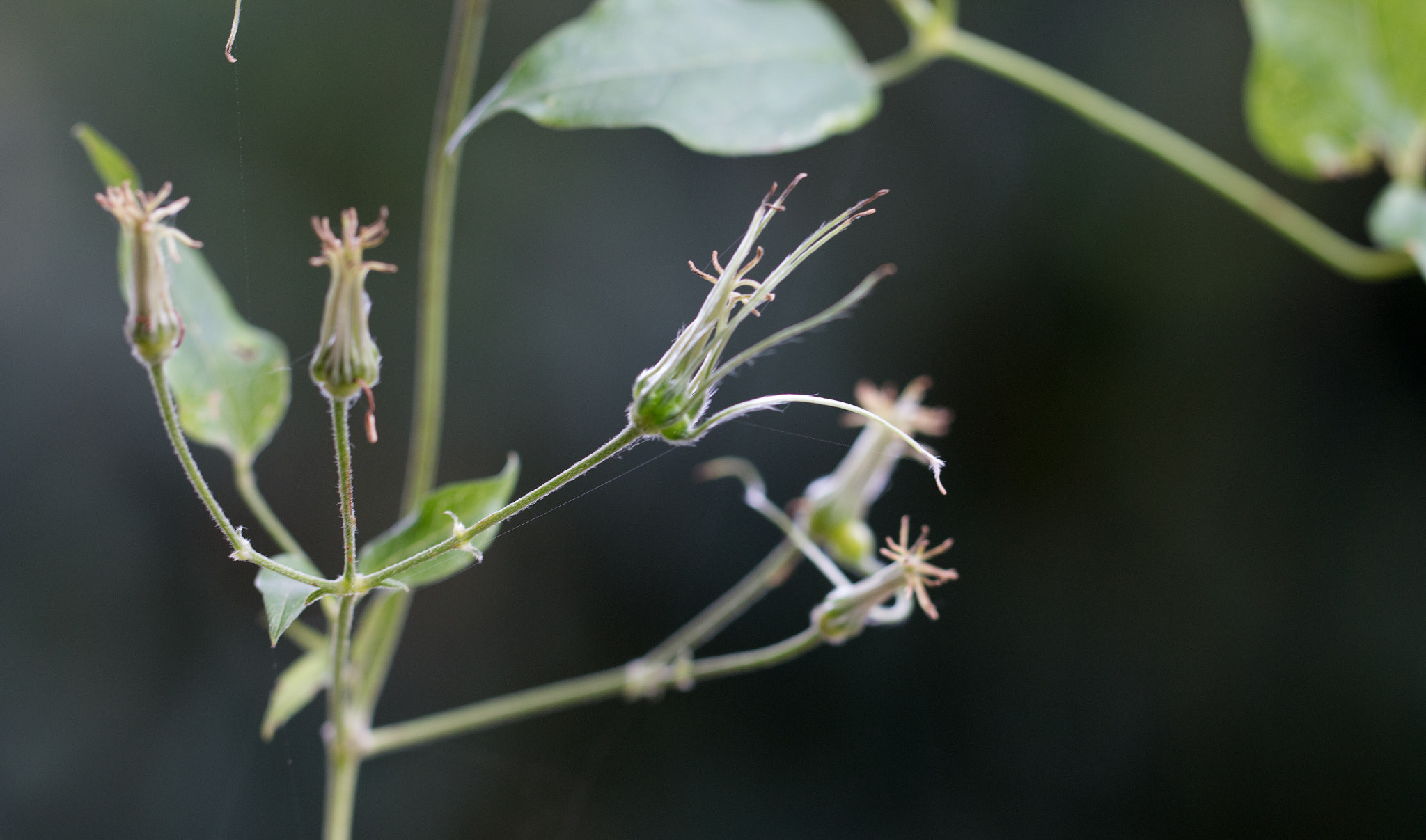 Canon EOS 70D + Canon EF 100mm F2.8L Macro IS USM sample photo. Anonymous photography