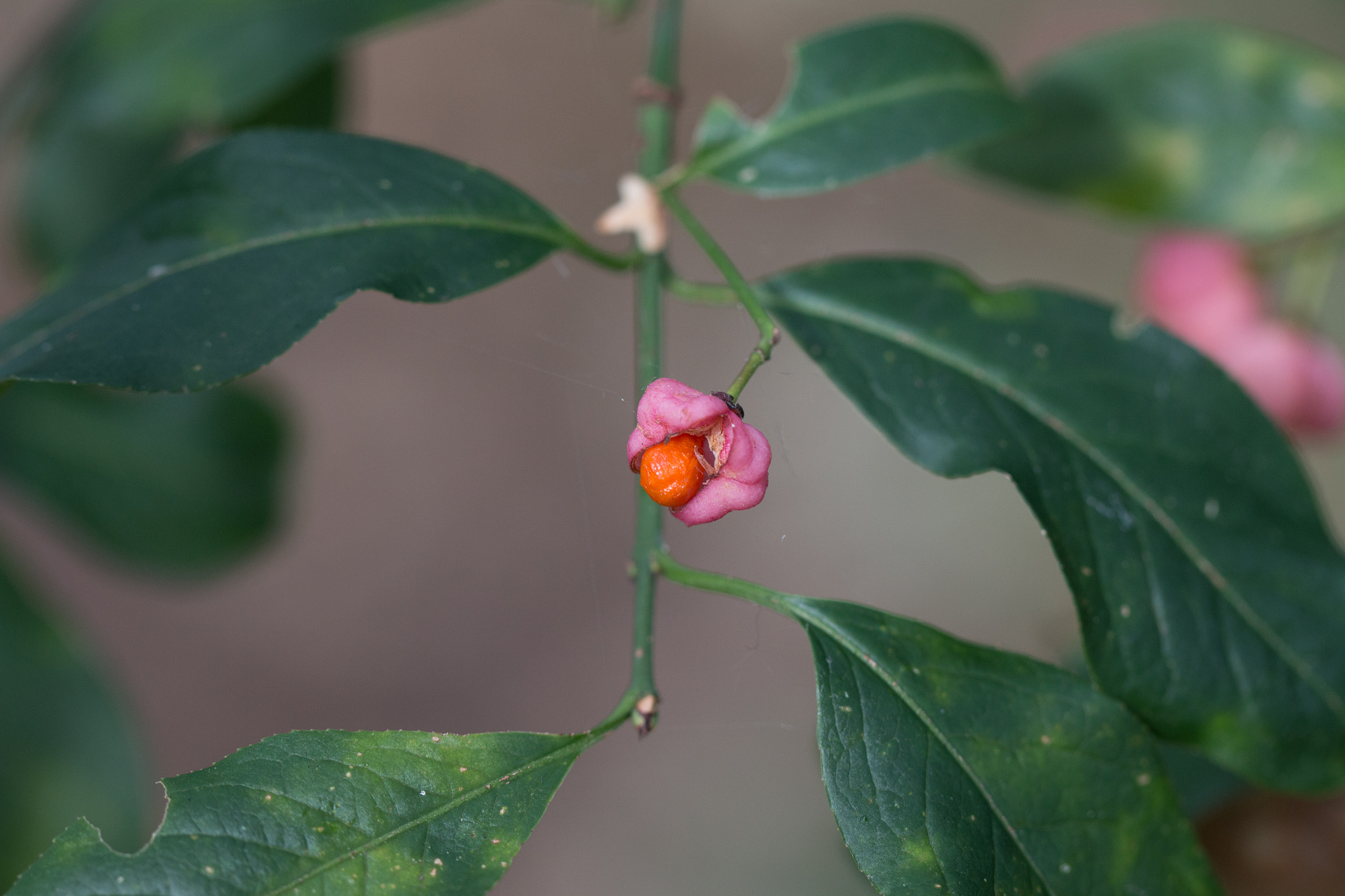 Canon EOS 70D + Canon EF 100mm F2.8L Macro IS USM sample photo. Red between green photography