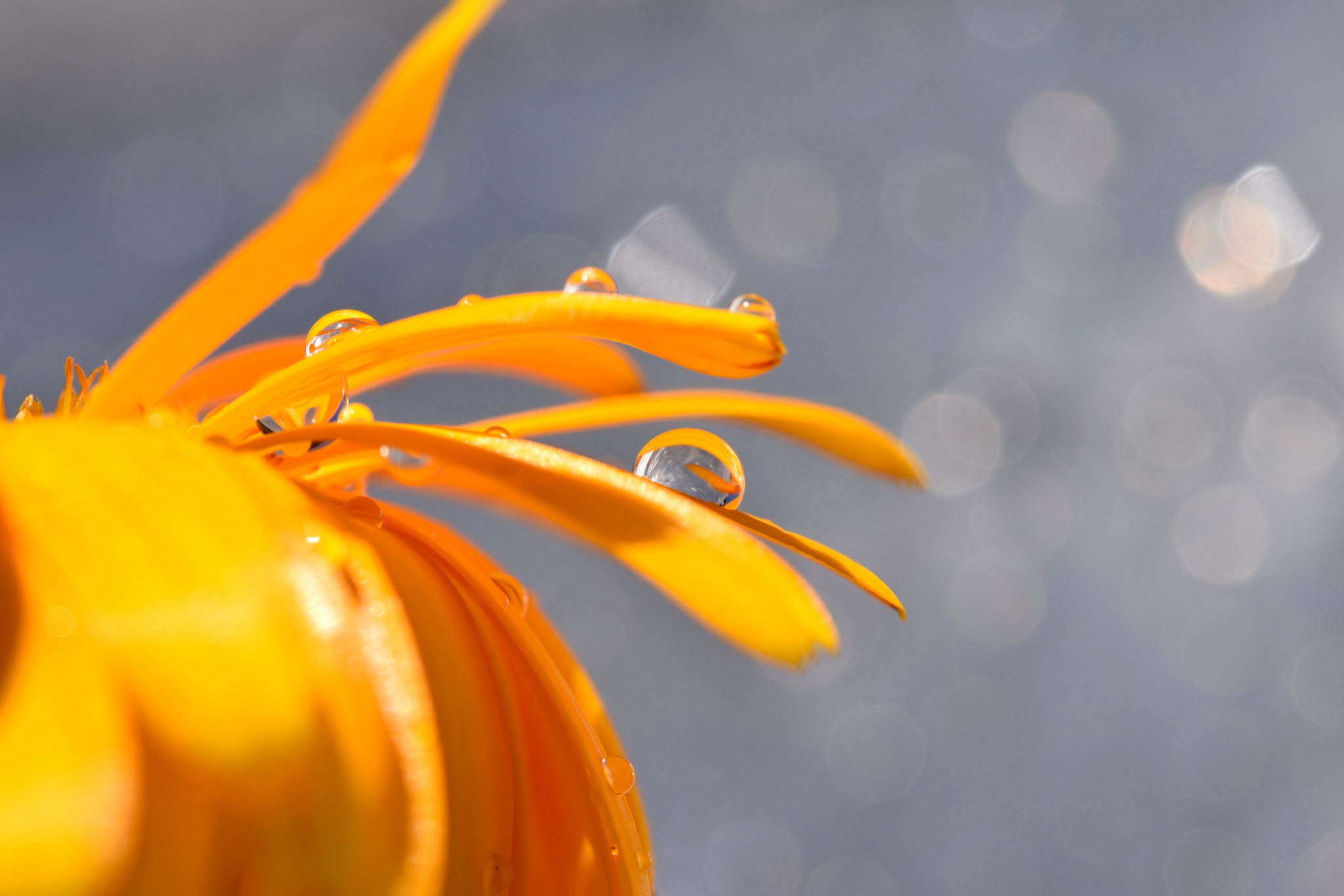 Nikon AF-S Micro-Nikkor 60mm F2.8G ED sample photo. Orange blur photography