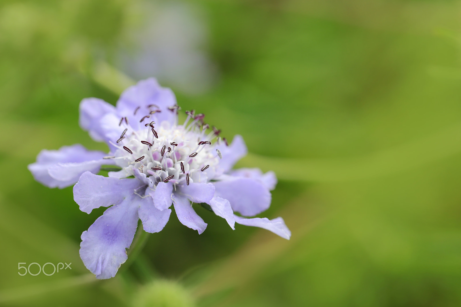 Canon EF 100mm F2.8L Macro IS USM sample photo. Wild scabiosa photography