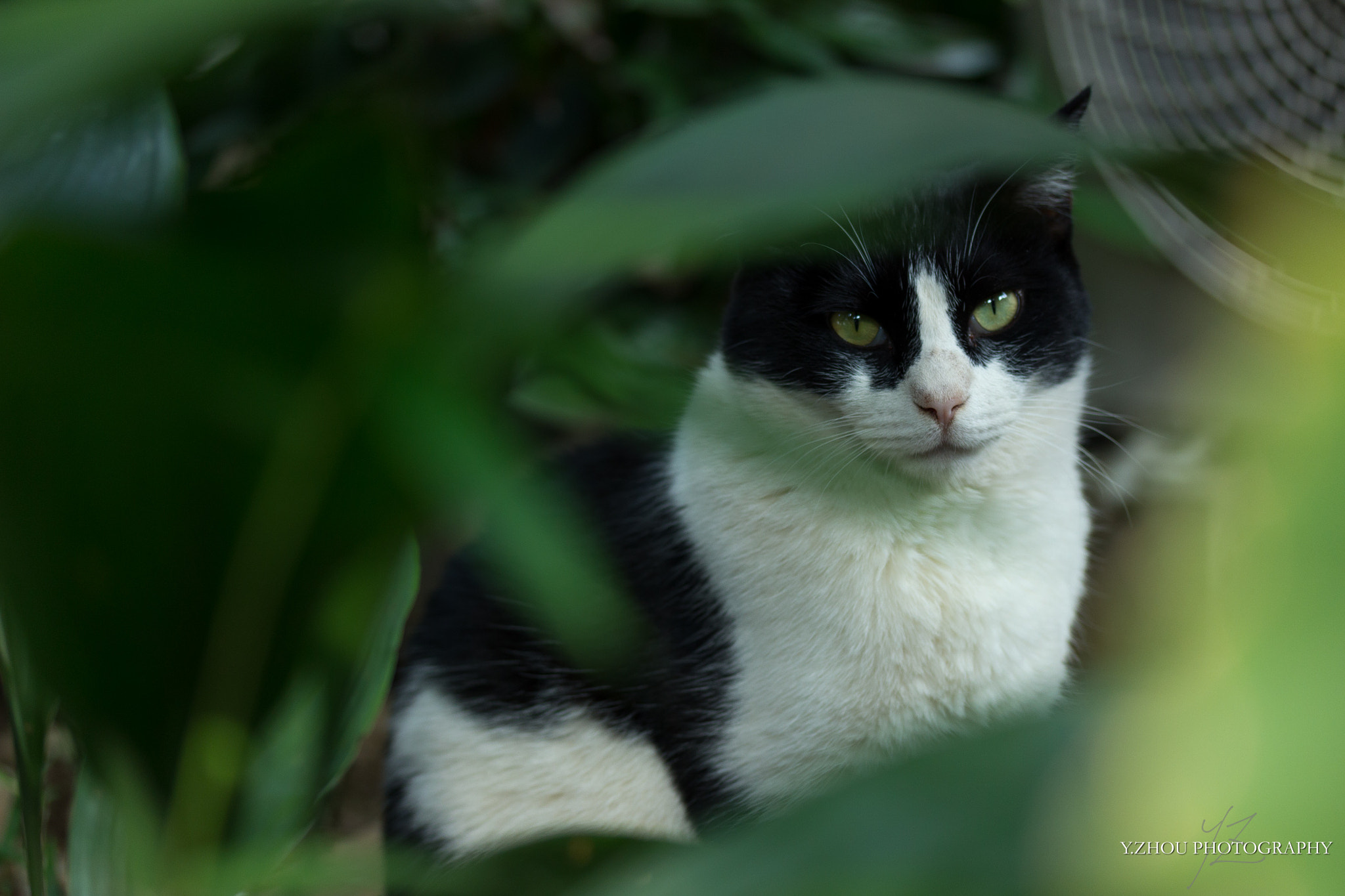 Canon EF-S 60mm F2.8 Macro USM sample photo. Cat photography