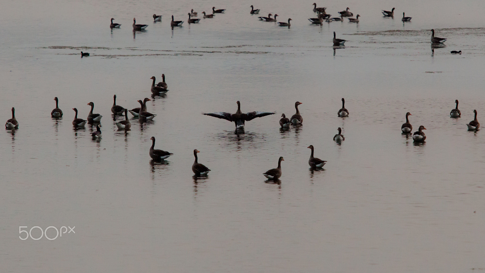 Canon EOS 5D Mark II + Canon EF 70-200mm F2.8L USM sample photo. A bird paradise between the mainland and the sea photography