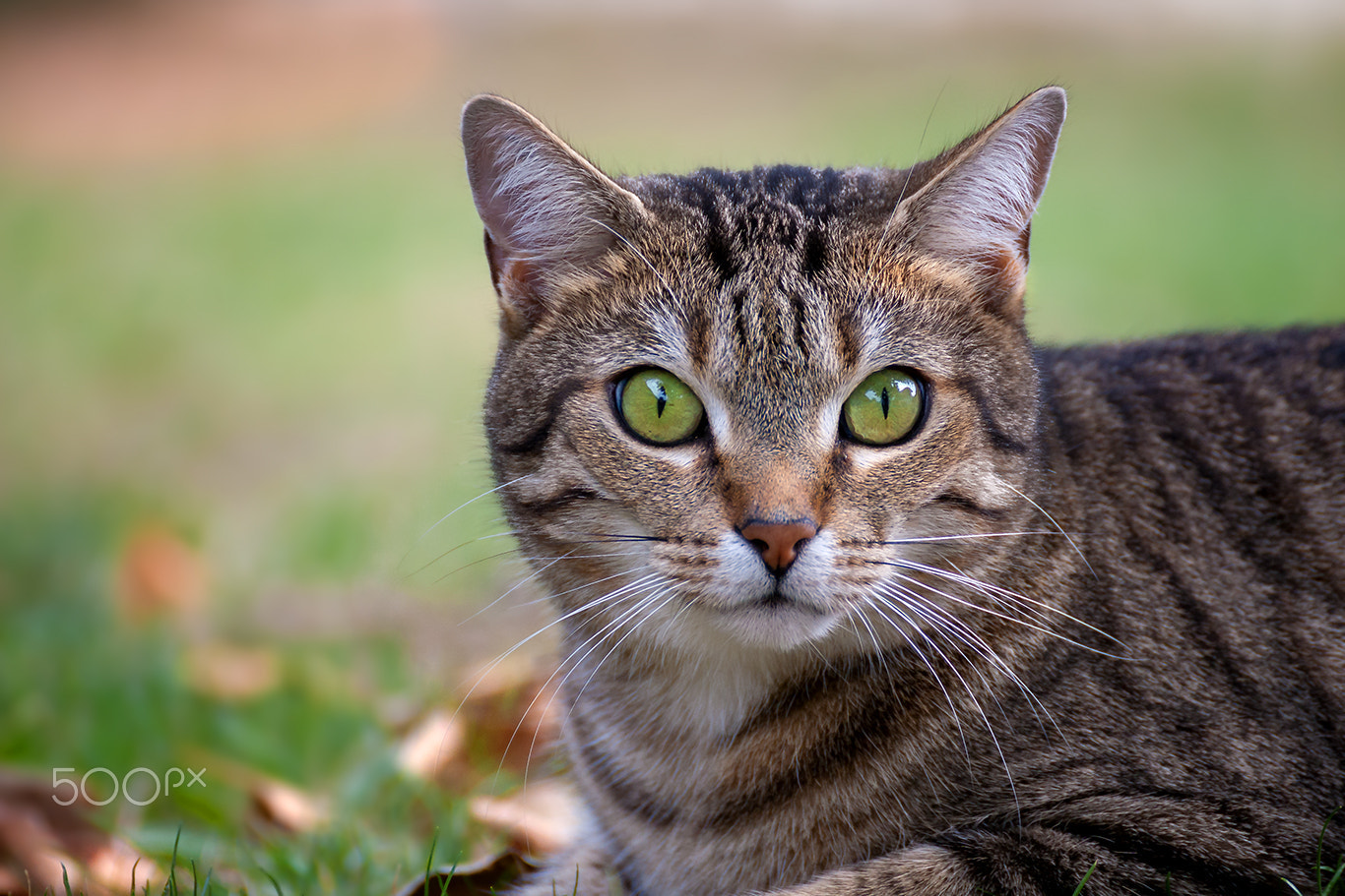 Tamron SP 35mm F1.8 Di VC USD sample photo. Cat portrait miko photography