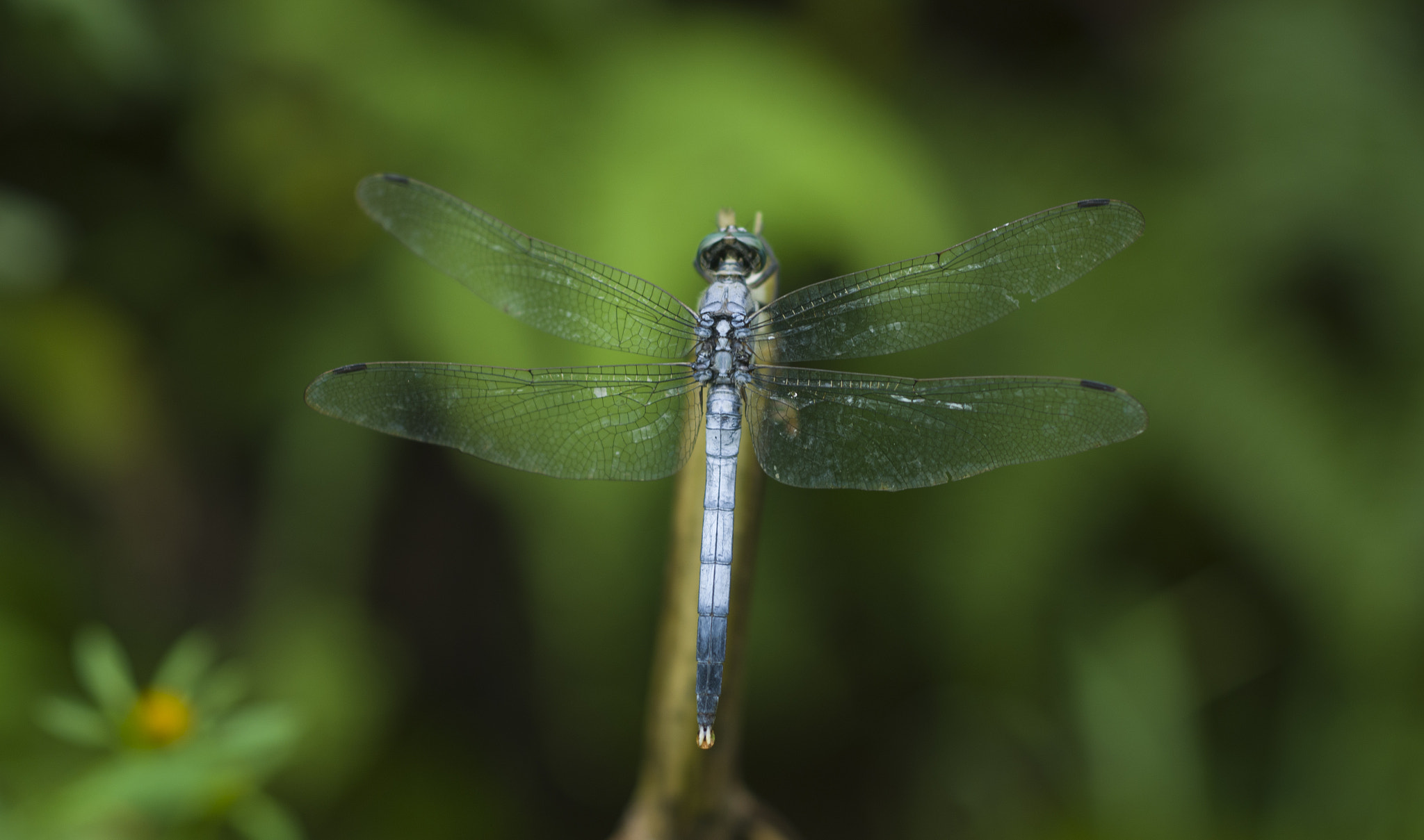 ZEISS Makro-Planar T* 50mm F2 sample photo. 蜻蜓 photography