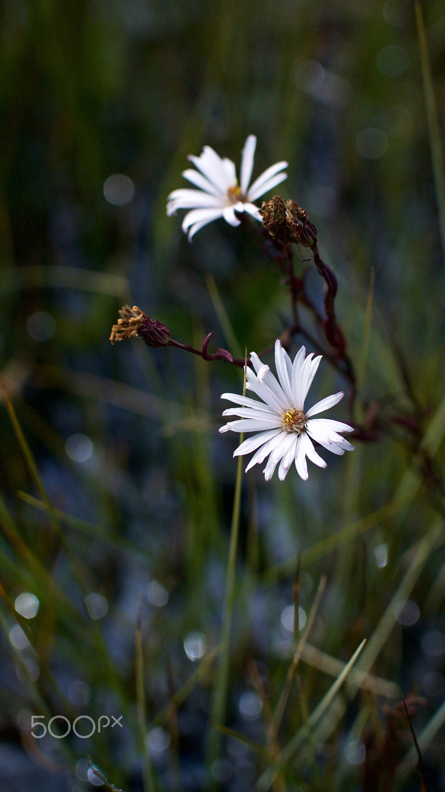 Nikon 1 J2 sample photo. Muskeg wildflowers photography