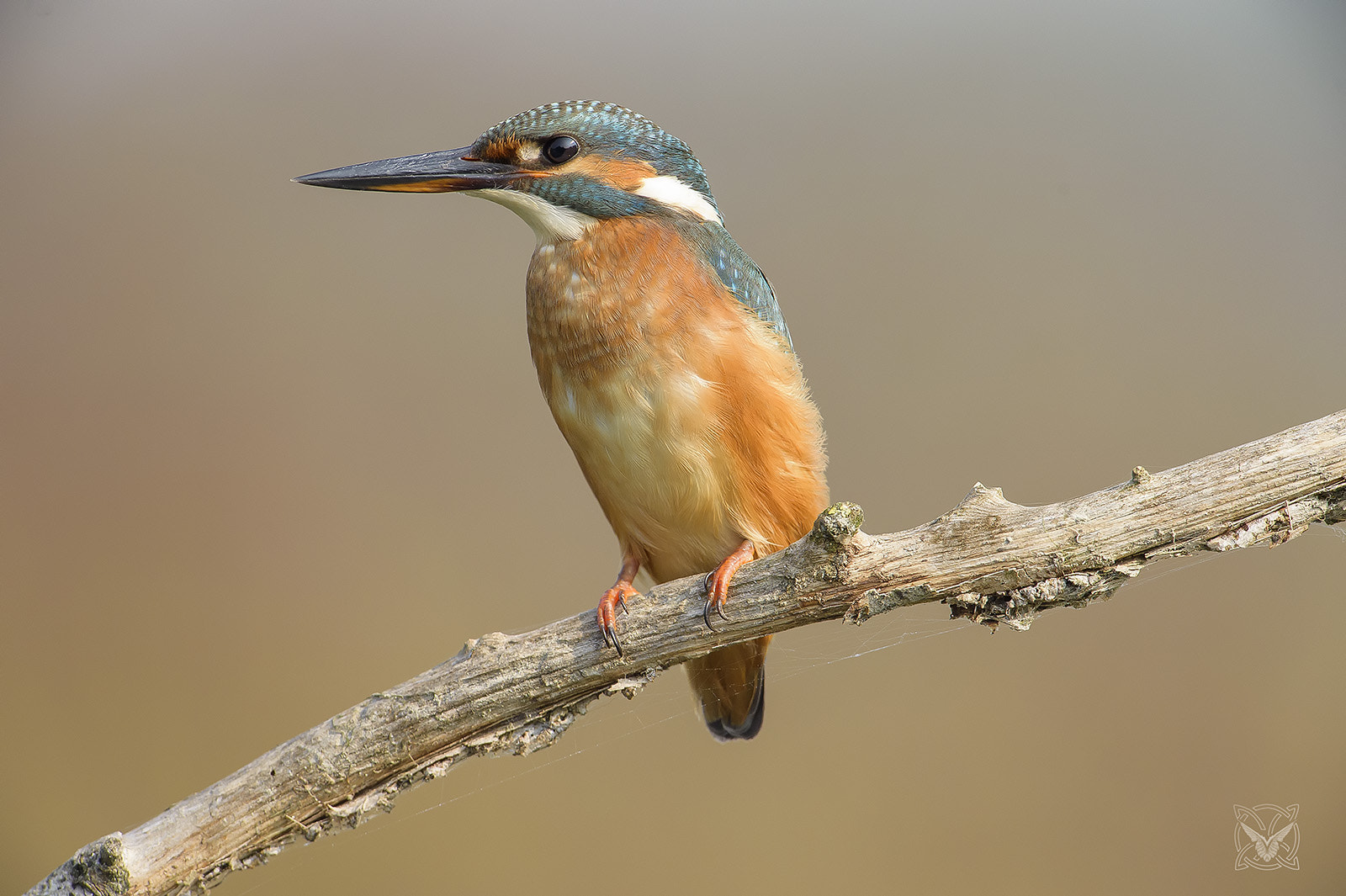 Nikon D4S sample photo. Alcedo atthis - martin pescatore - kingfisher photography