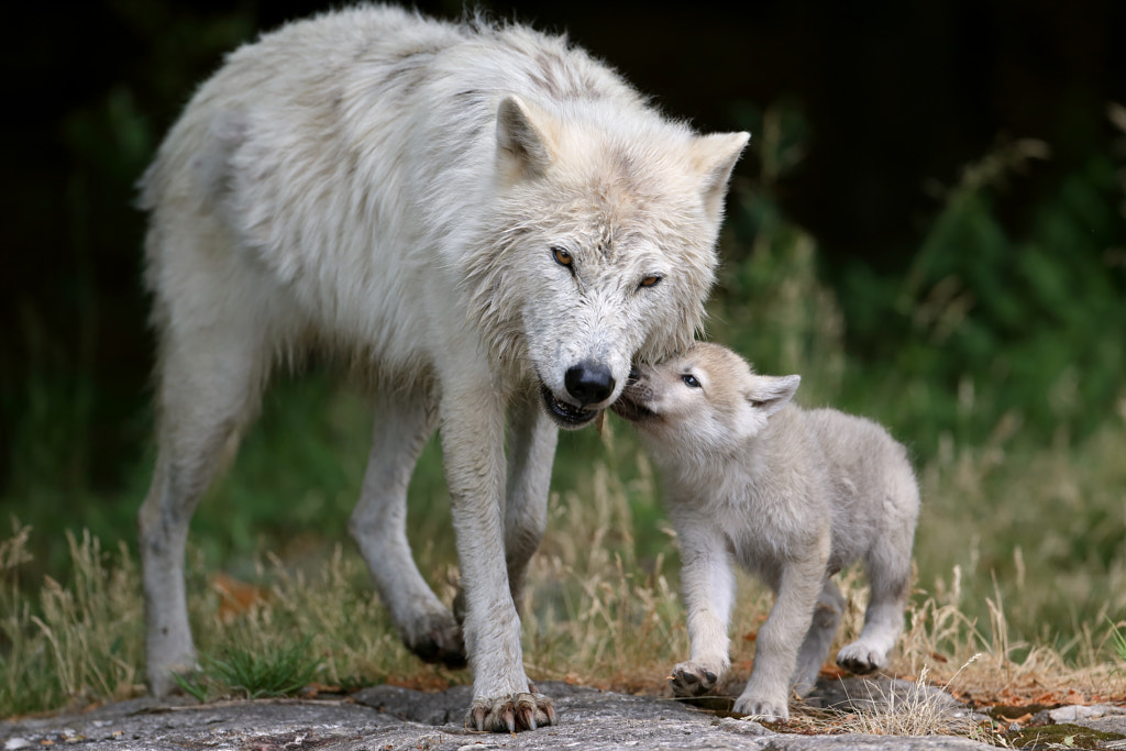 What Do Wolves Look Like -pups wolves - puppies wolves - do wolves recognize dogs