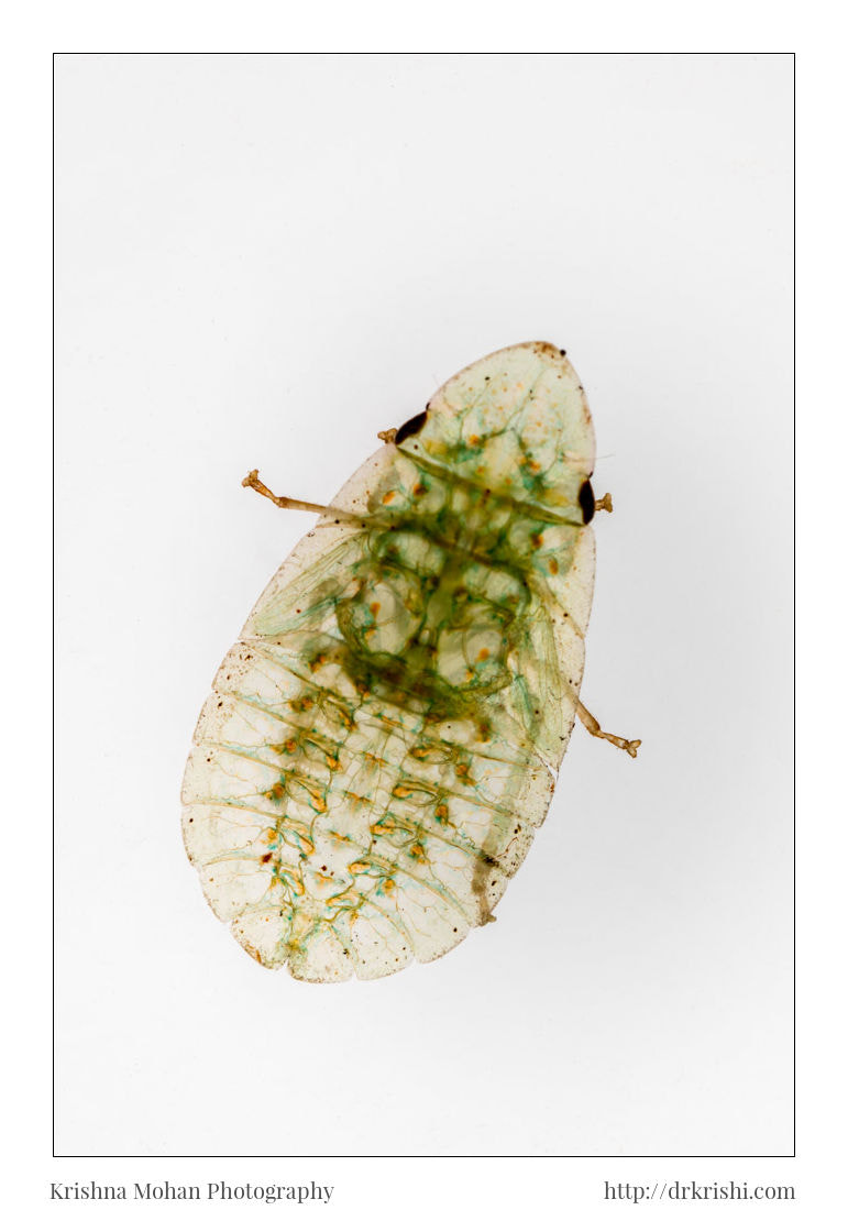Canon EOS 5DS R sample photo. Flat-head leafhopper nymph photography