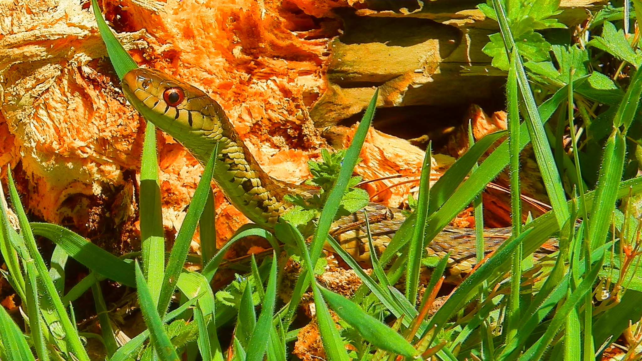 Kodak EasyShare Z990 (EasyShare Max) sample photo. Snake in the grass photography