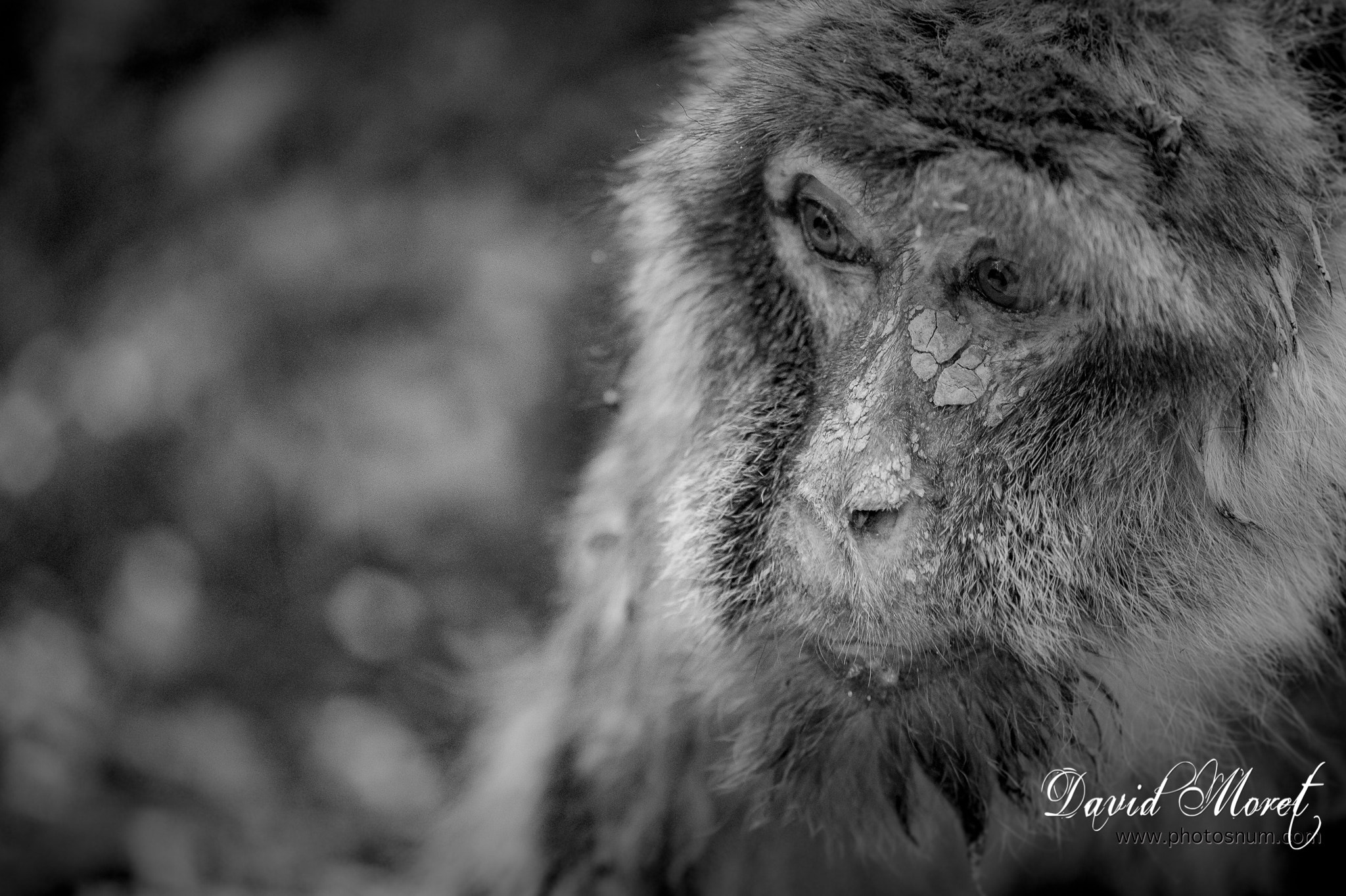 Nikon Nikkor AF-S 300mm F4E PF ED VR sample photo. Terre de singes photography